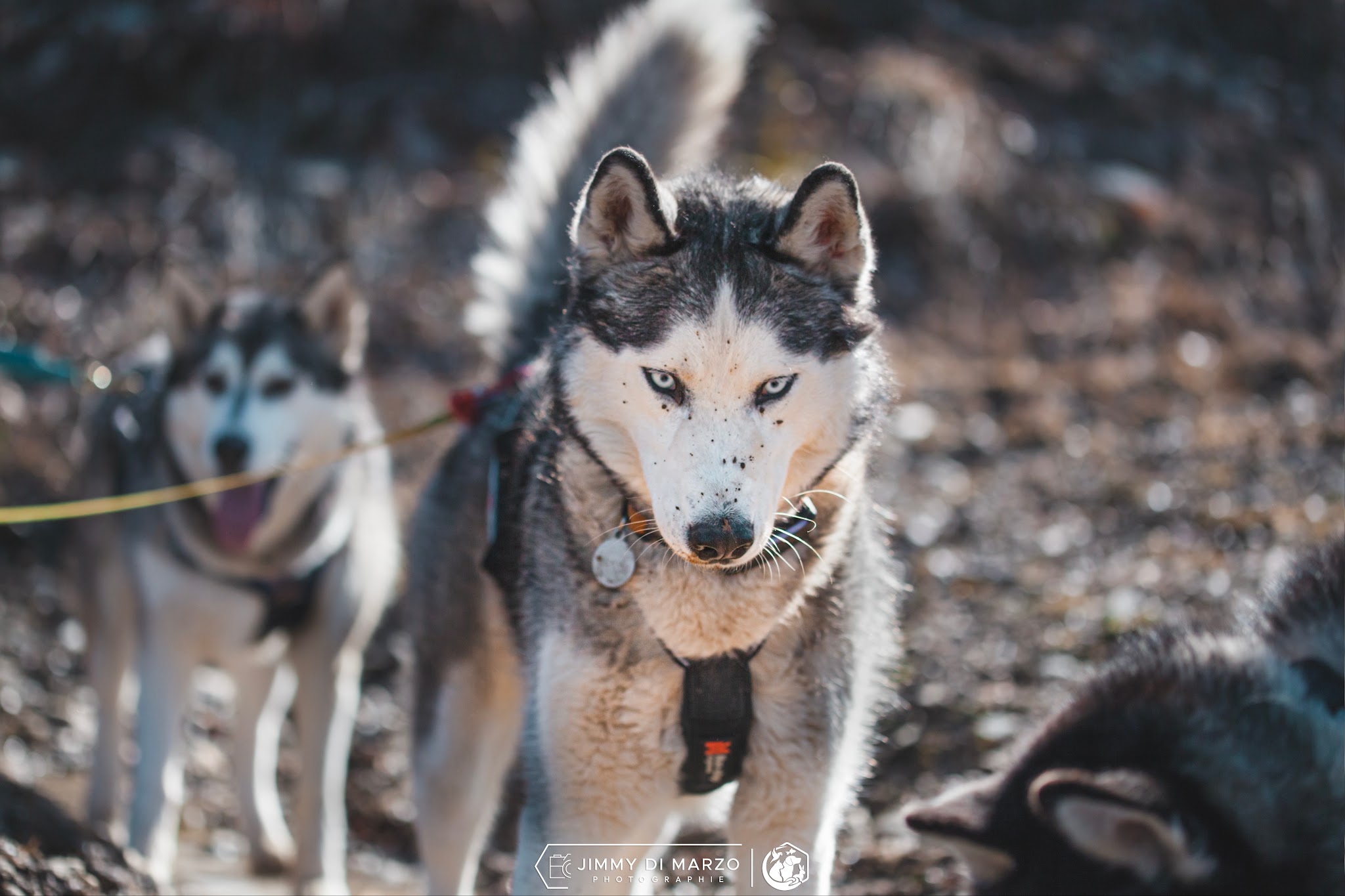 Jimmy Pet-sitter | Service professionnel de garde pour animaux de compagnie — photo