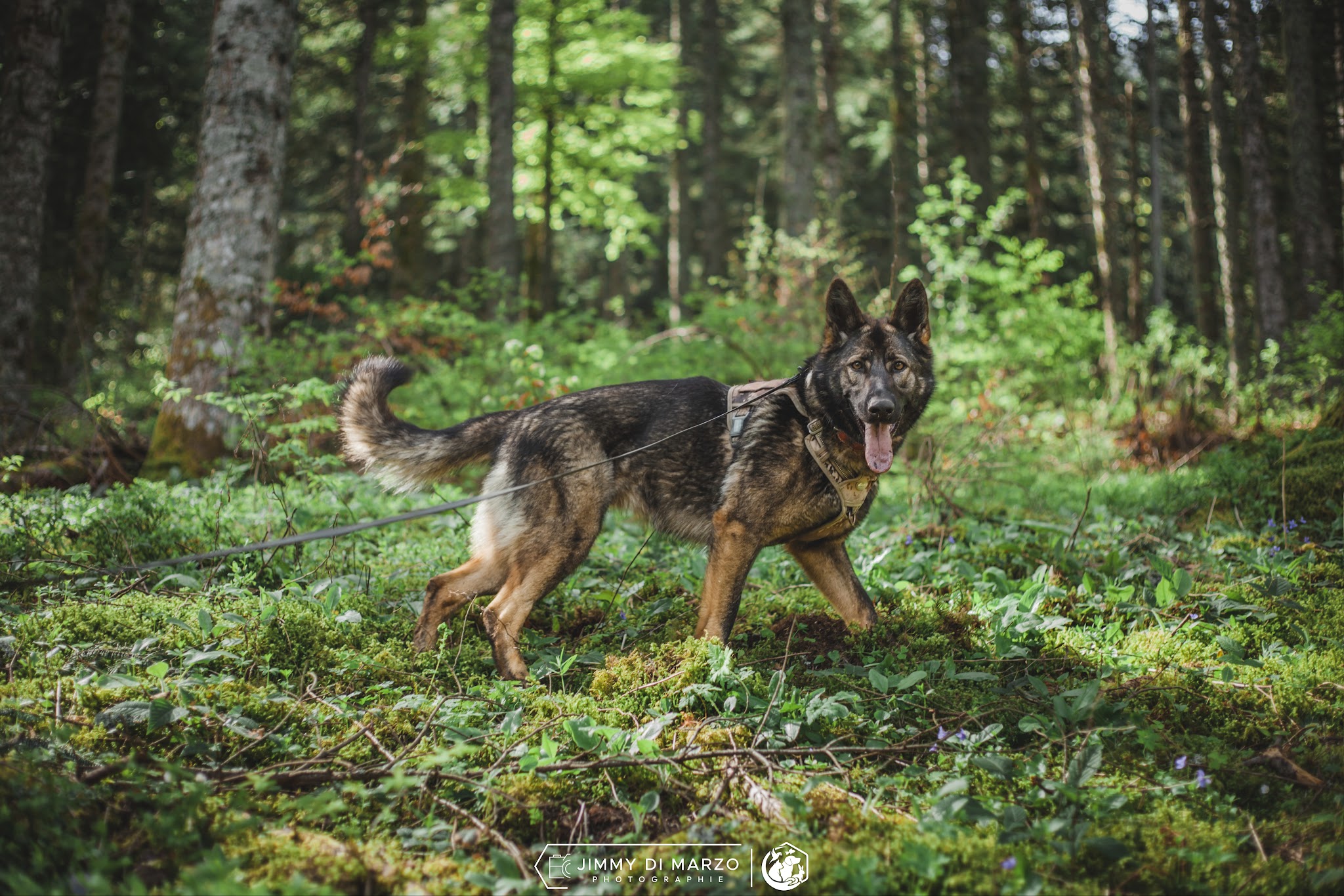 Jimmy Pet-sitter | Service professionnel de garde pour animaux de compagnie — photo