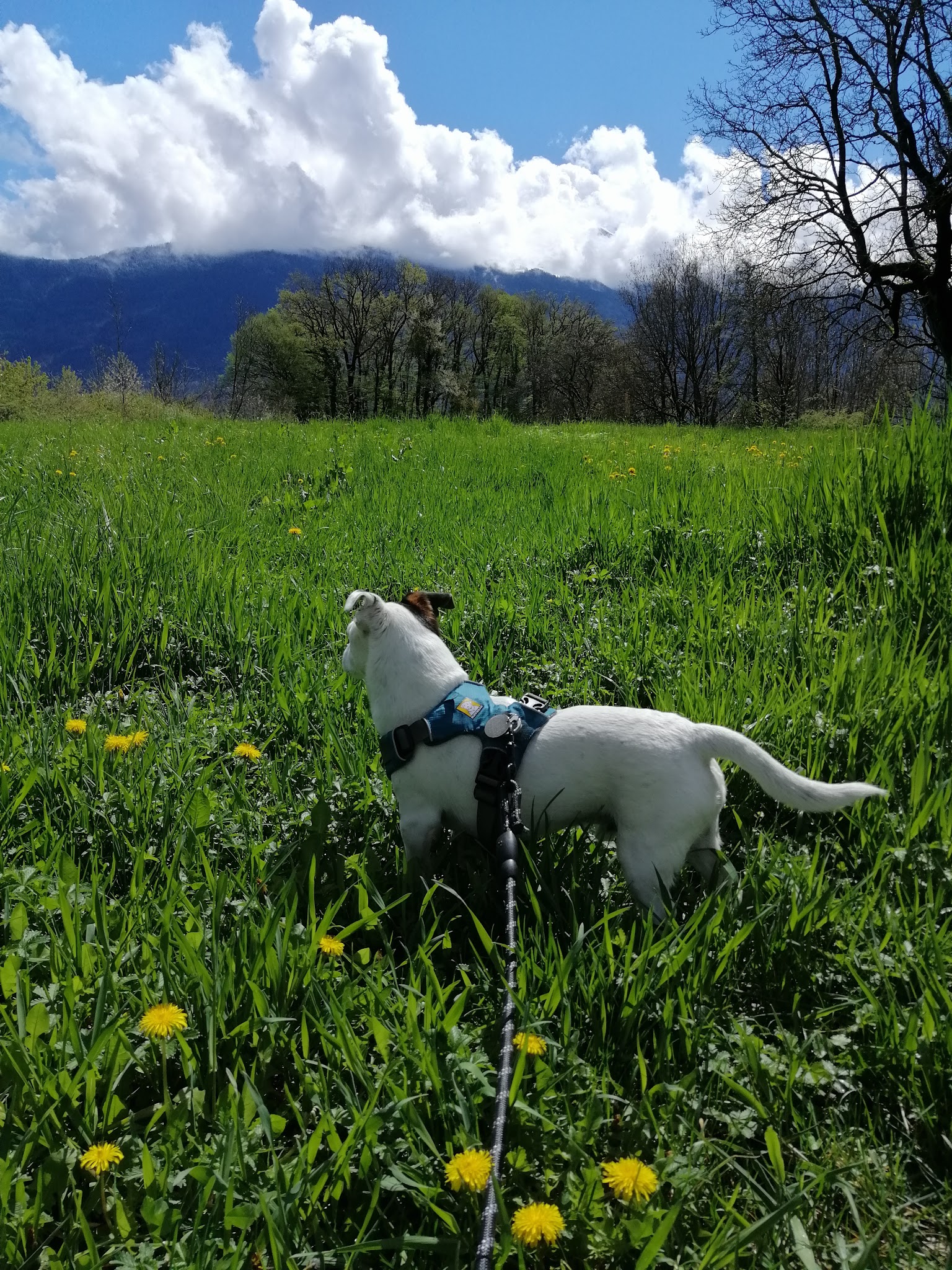 Jimmy Pet-sitter | Service professionnel de garde pour animaux de compagnie — photo
