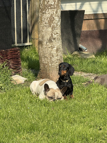 SoWoof - Sophie Boureau - Pension canine et Féline - La prairie des moulins