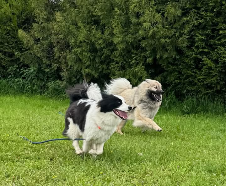 SoWoof - Sophie Boureau - Pension canine et Féline - La prairie des moulins — photo