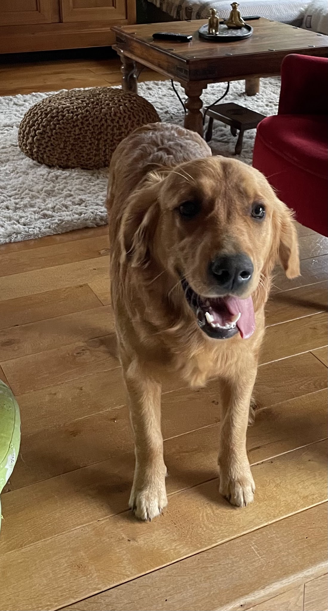 SoWoof - Sophie Boureau - Pension canine et Féline - La prairie des moulins — photo