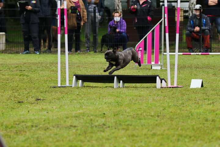 SoWoof - Sophie Boureau - Pension canine et Féline - La prairie des moulins — photo