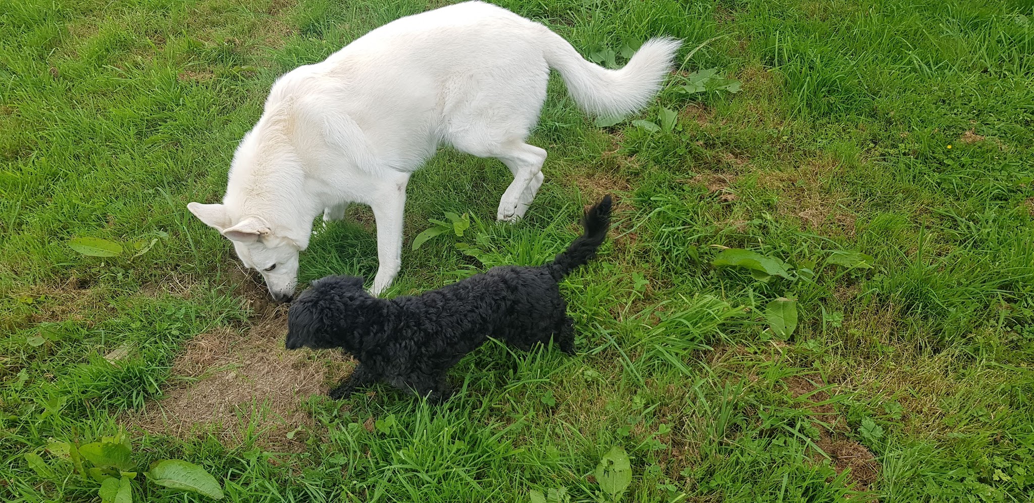 Rencontrer son chien - Éducateur canin - Pension canine — photo