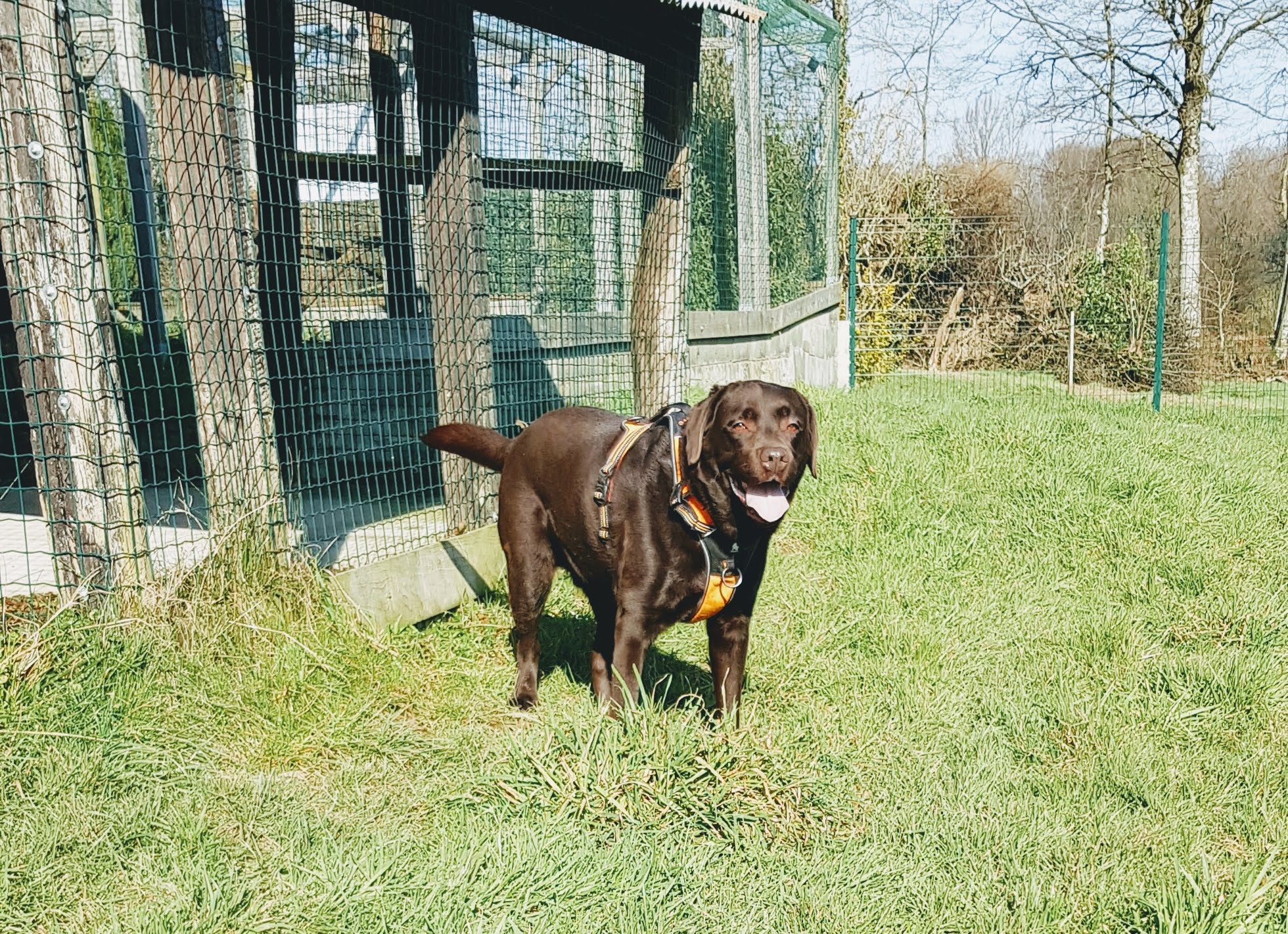 Rencontrer son chien - Éducateur canin - Pension canine — photo