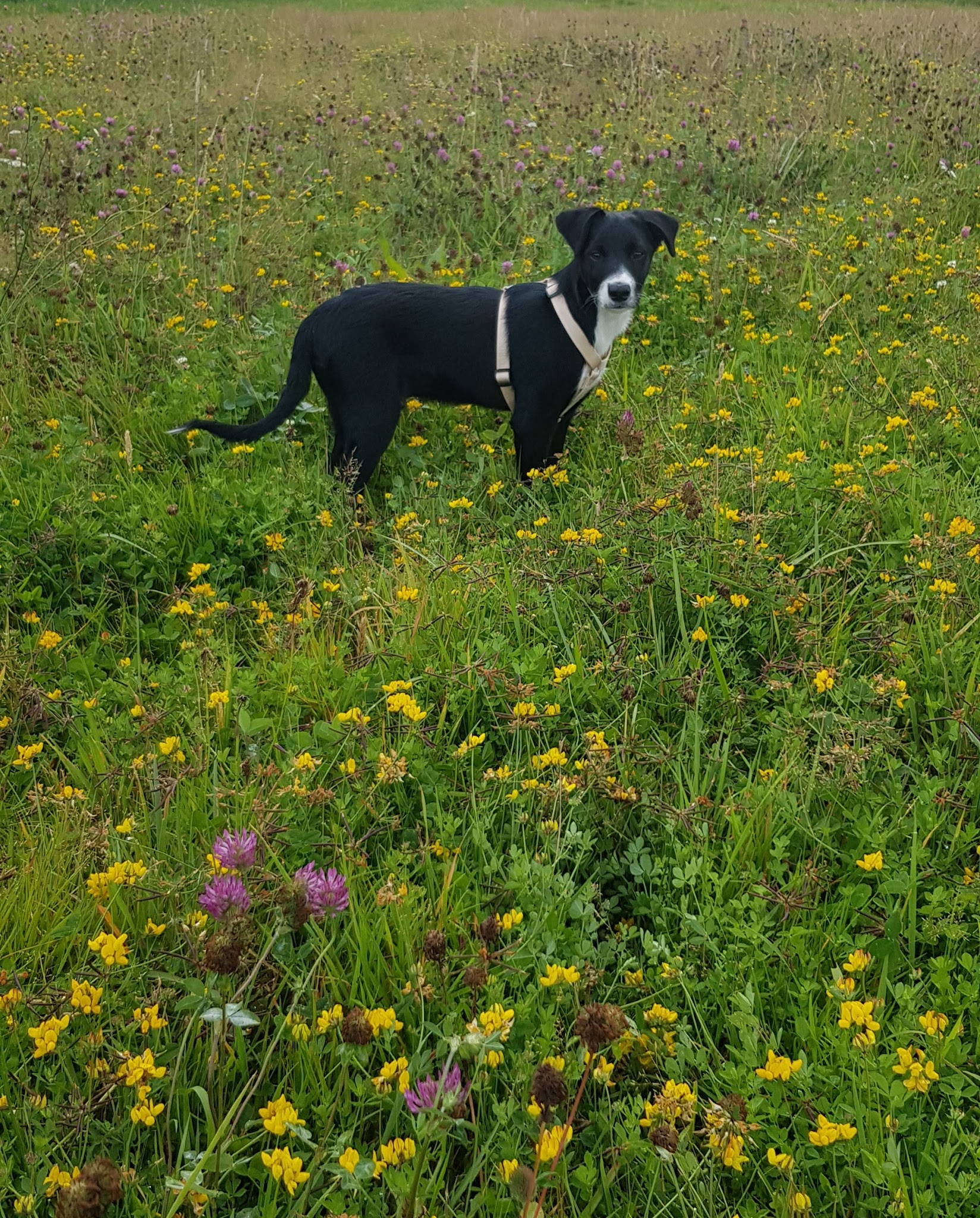 Rencontrer son chien - Éducateur canin - Pension canine — photo