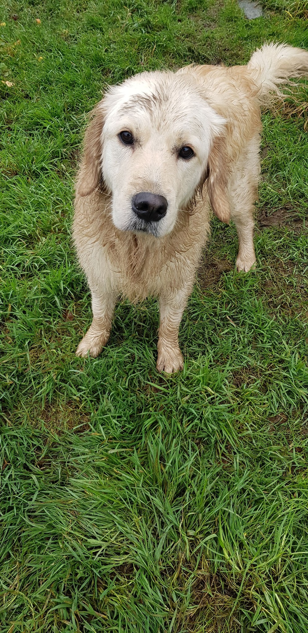 Rencontrer son chien - Éducateur canin - Pension canine — photo