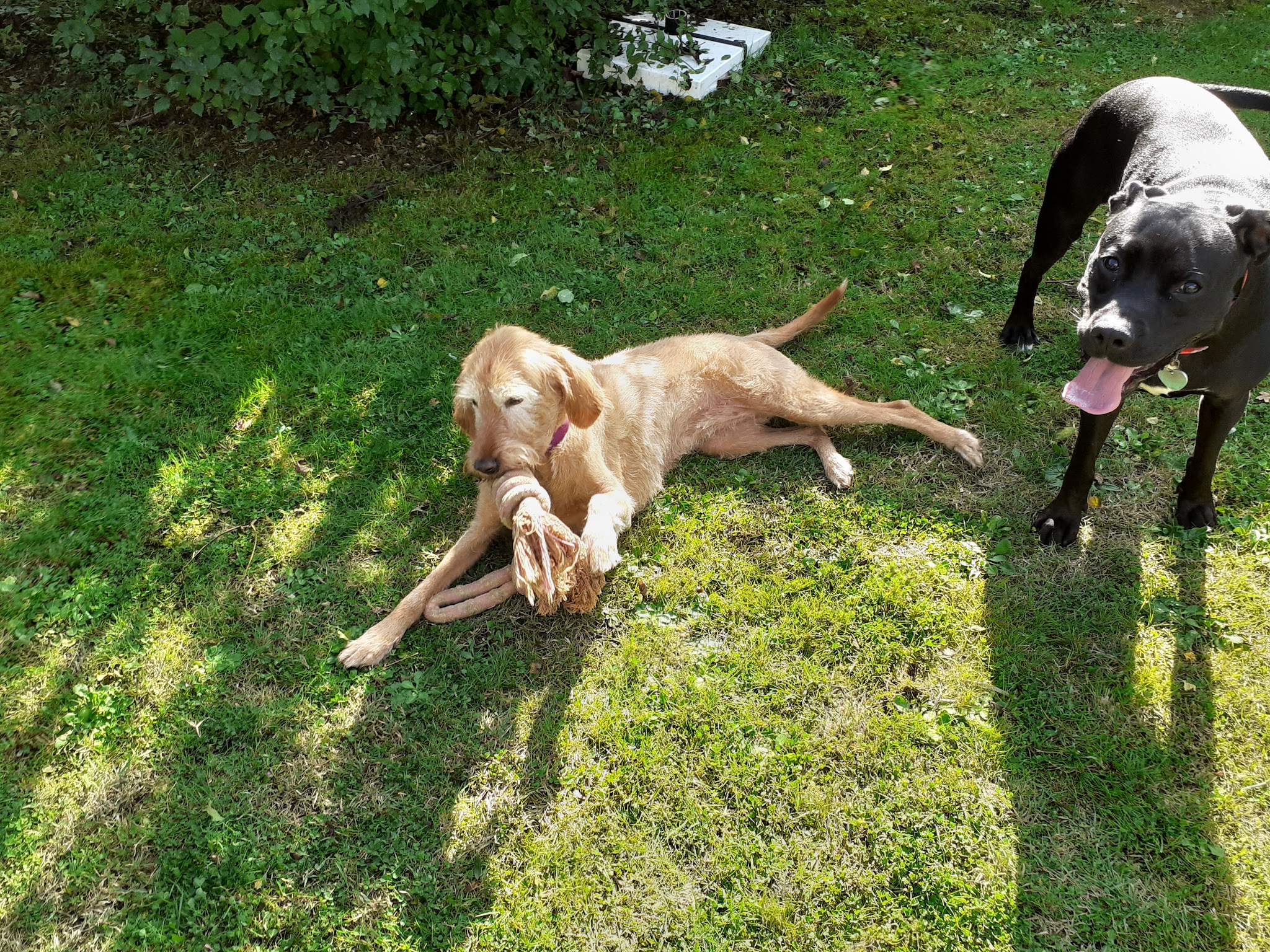L'Empreinte Petsitting — photo