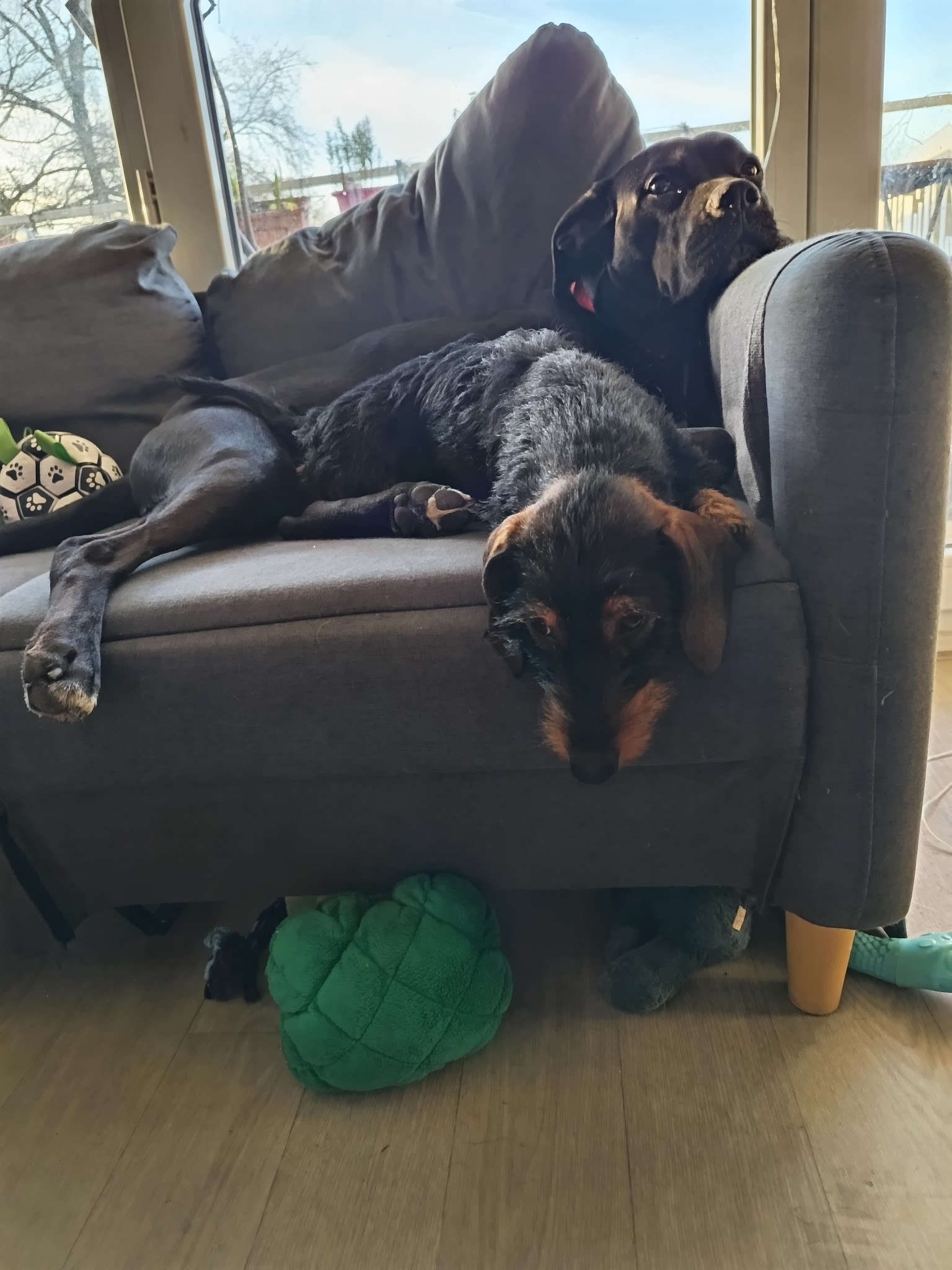 L'Empreinte Petsitting — photo