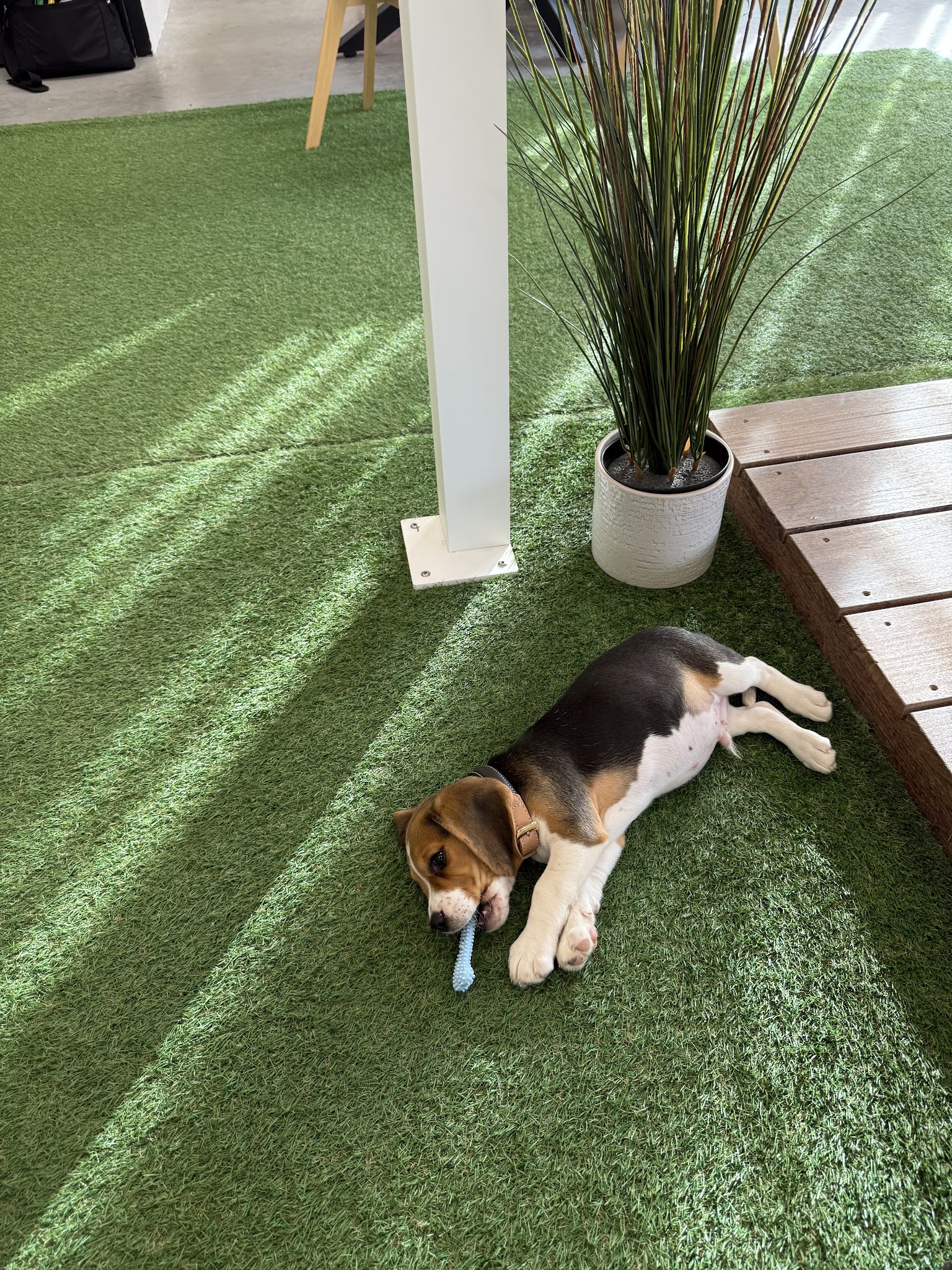 Des Courants de la Selle : Élevage de chiots Beagle et chiens courant Slovaque LOF (Sarthe, Pays de La Loire) — photo