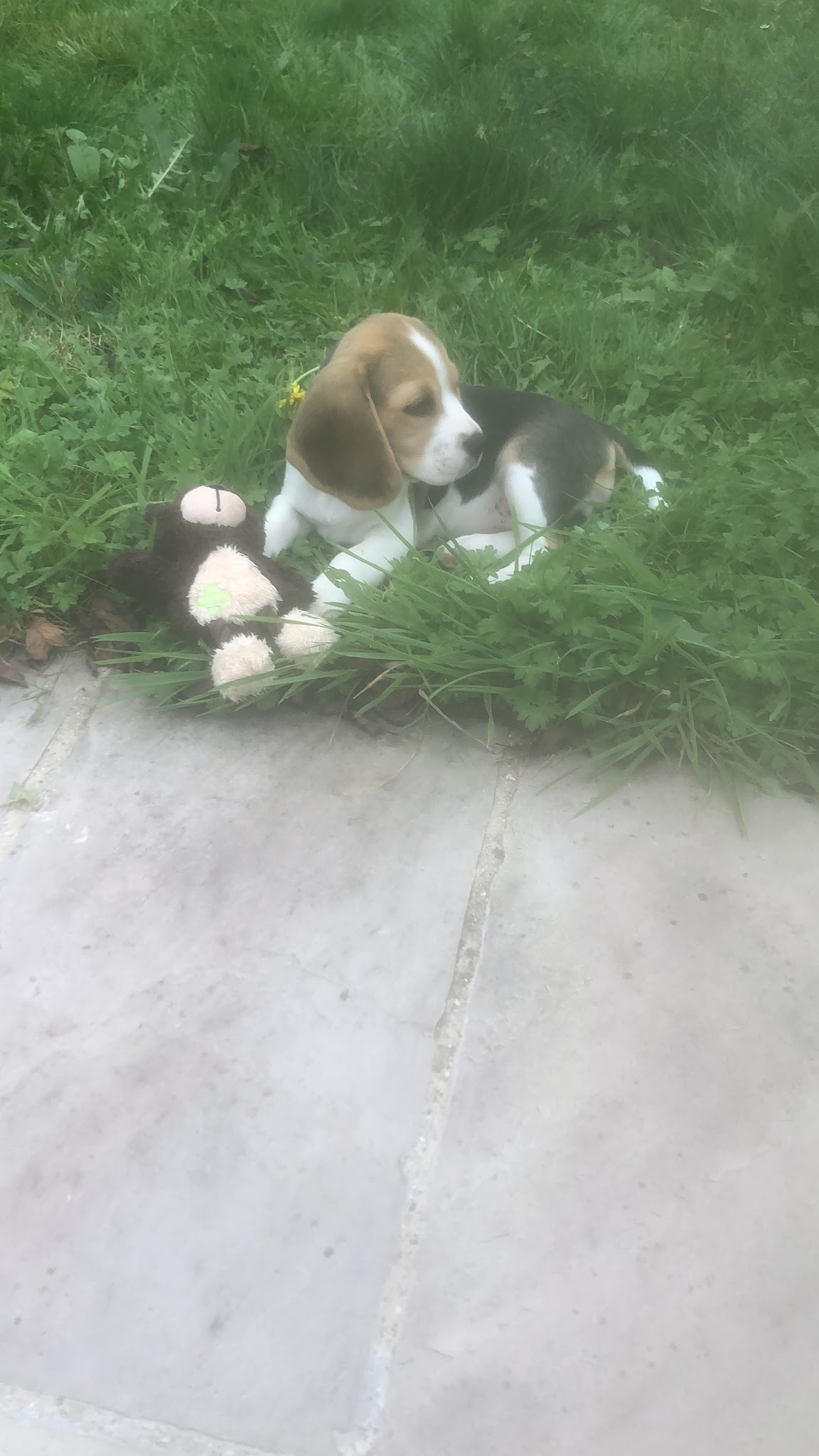 Des Courants de la Selle : Élevage de chiots Beagle et chiens courant Slovaque LOF (Sarthe, Pays de La Loire) — photo