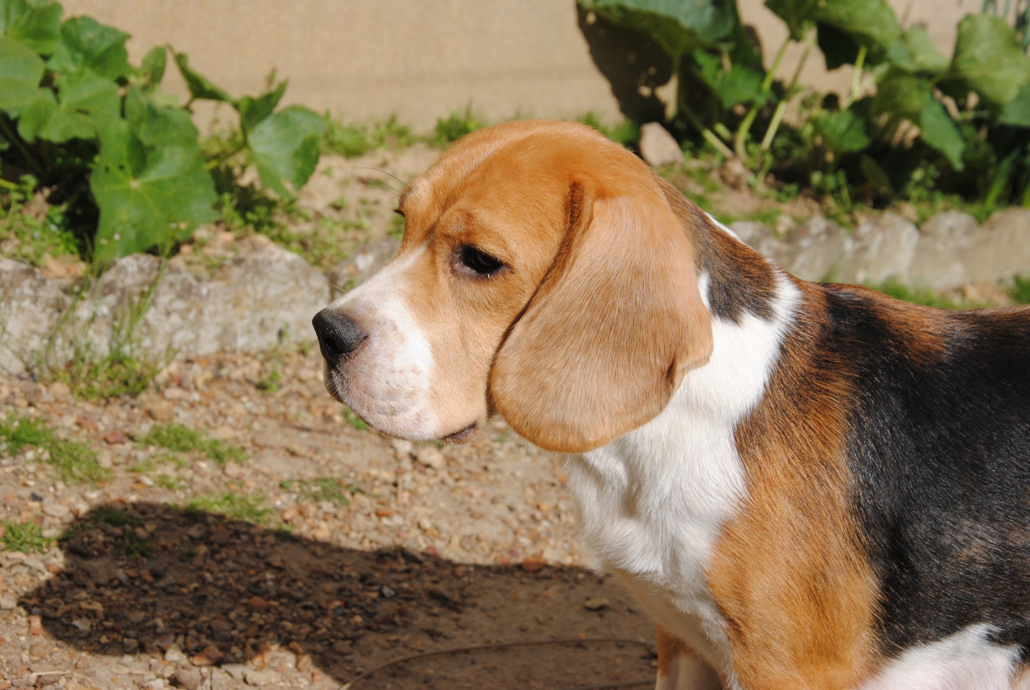 Des Courants de la Selle : Élevage de chiots Beagle et chiens courant Slovaque LOF (Sarthe, Pays de La Loire)