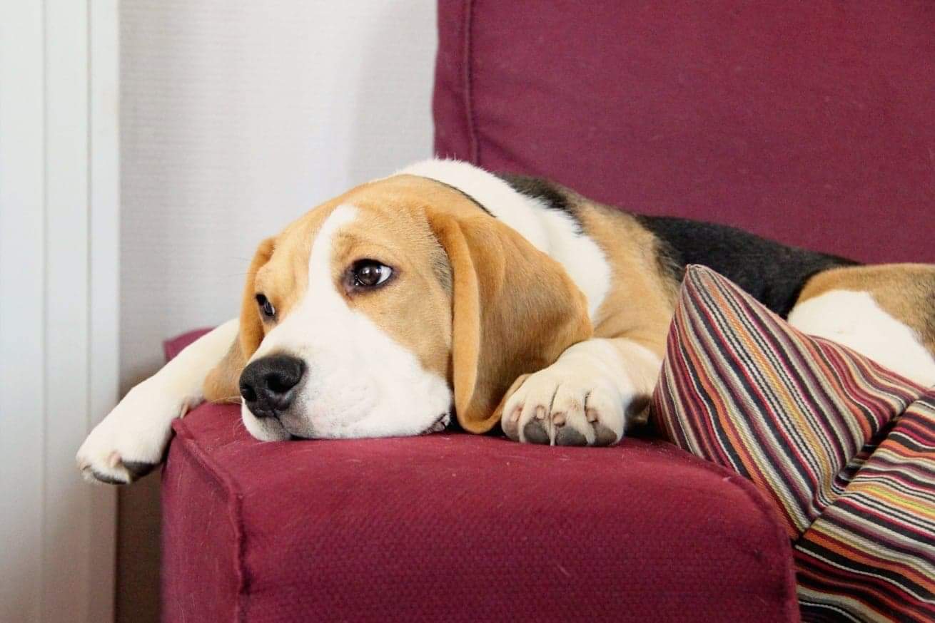 Des Courants de la Selle : Élevage de chiots Beagle et chiens courant Slovaque LOF (Sarthe, Pays de La Loire) — photo