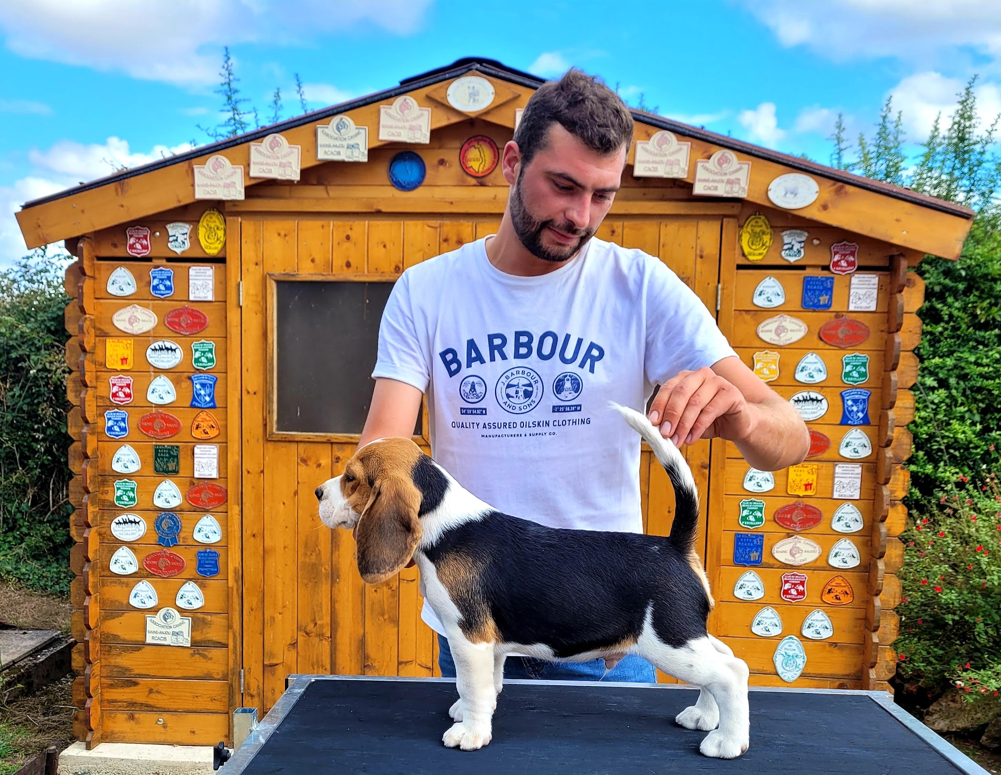 Des Courants de la Selle : Élevage de chiots Beagle et chiens courant Slovaque LOF (Sarthe, Pays de La Loire) — photo