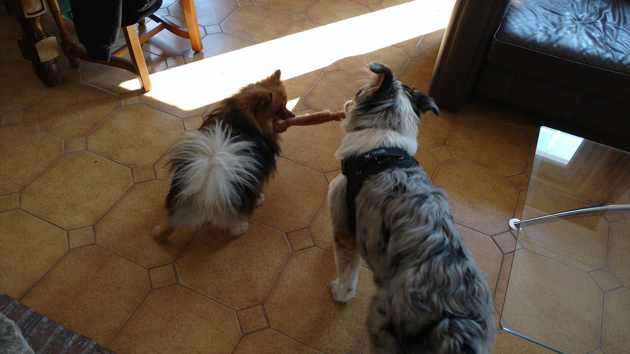 Pet Paradise (43) - Gardes, transport, visites et promenades personnalisées pour chiens et chats — photo