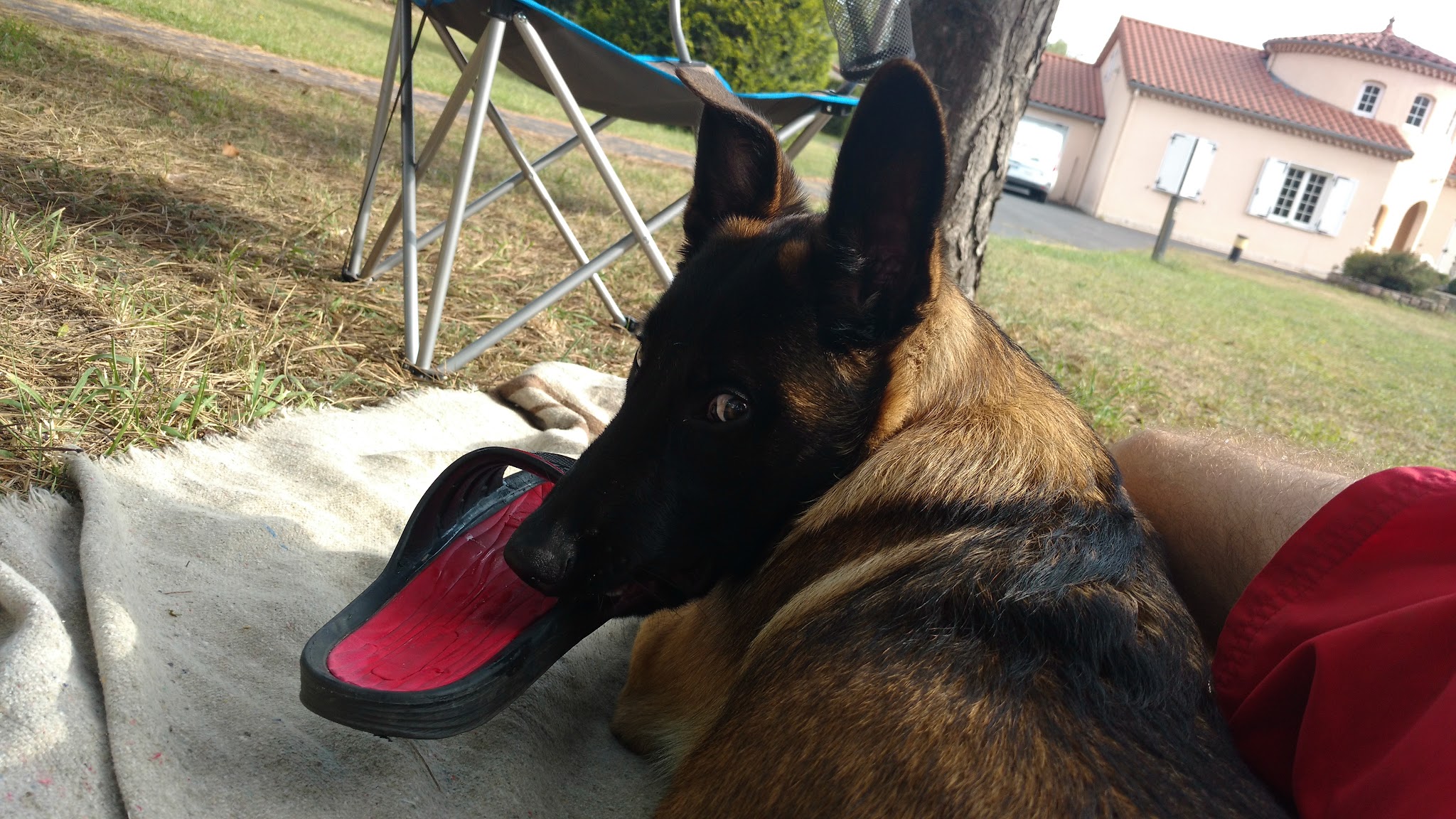 Pet Paradise (43) - Gardes, transport, visites et promenades personnalisées pour chiens et chats — photo