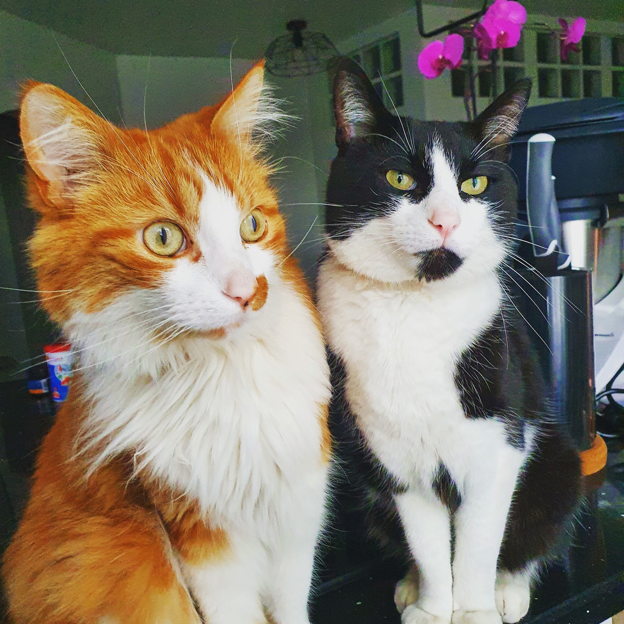 Zé & Compagnie