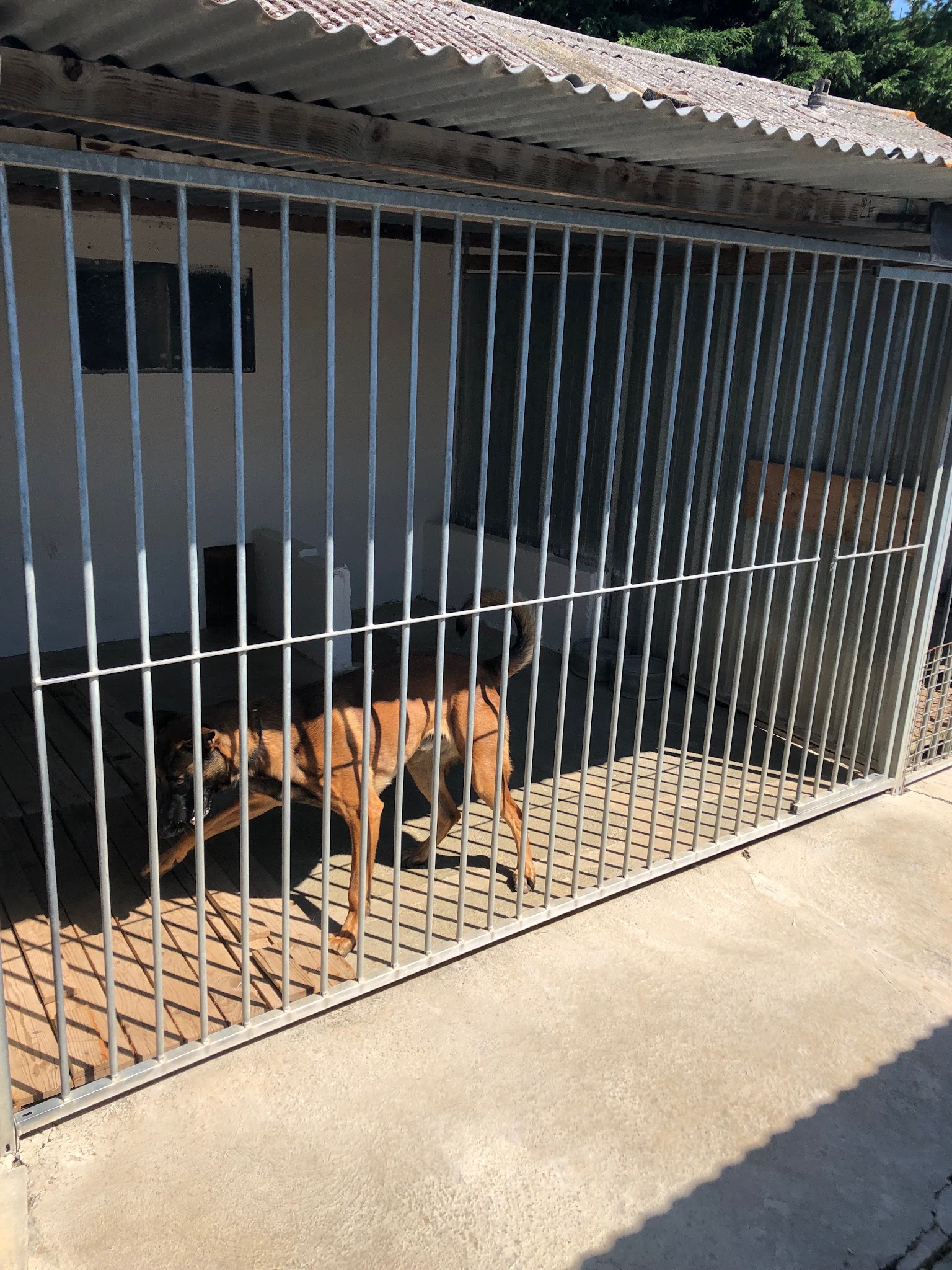 Pension chien et chat DE L'ANGELARDIERE " — photo