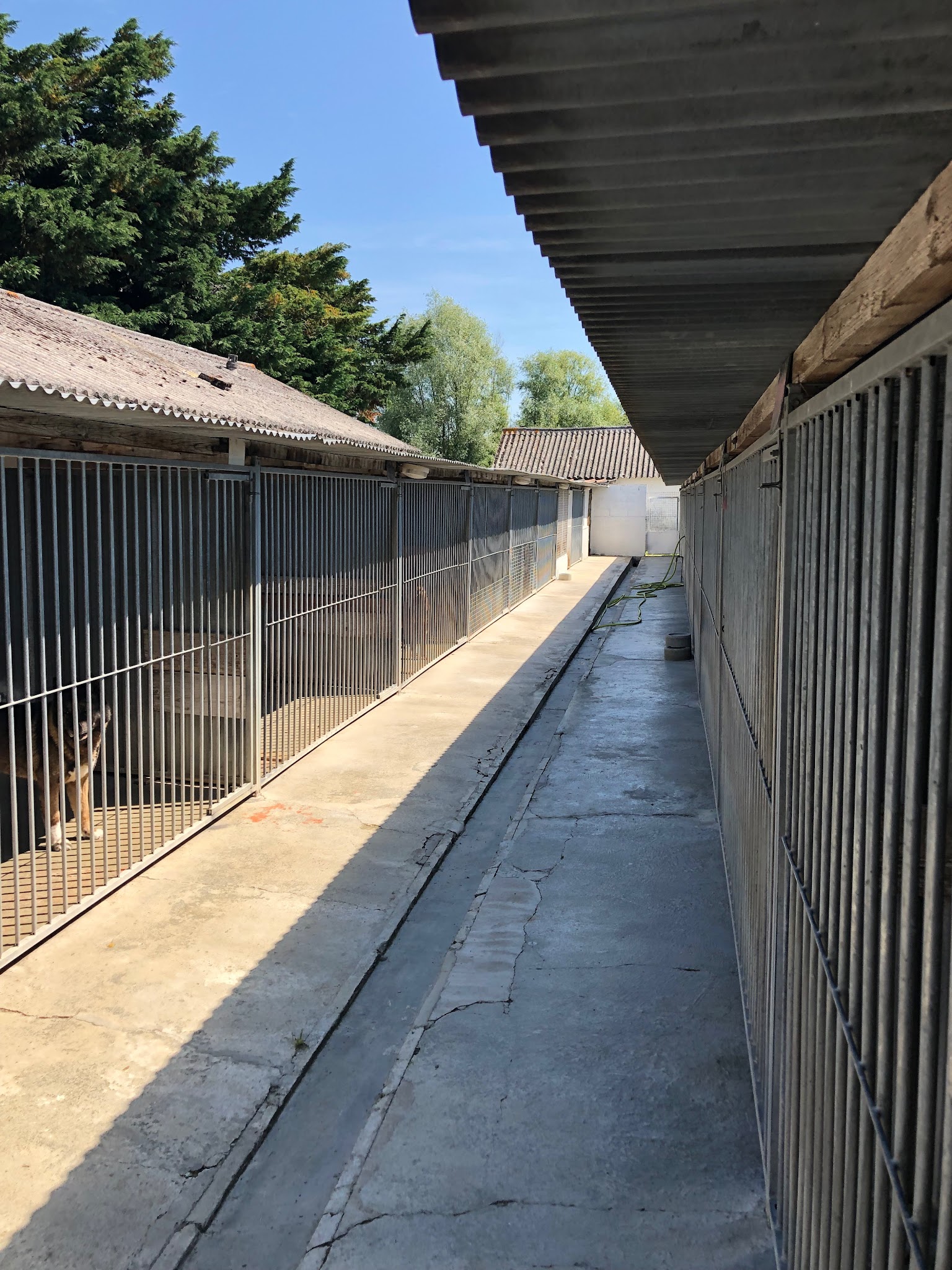 Pension chien et chat DE L'ANGELARDIERE " — photo