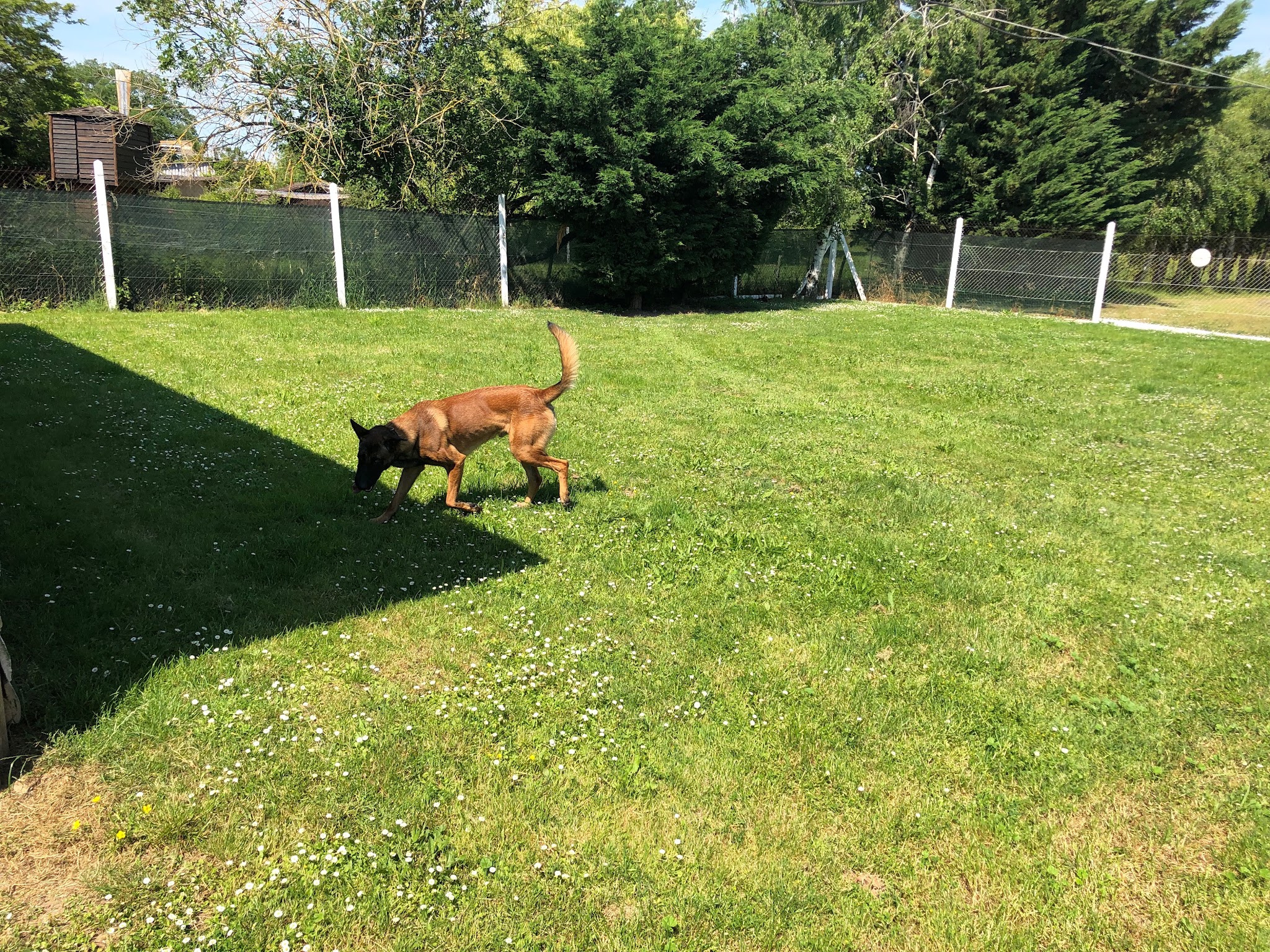 Pension chien et chat DE L'ANGELARDIERE " — photo
