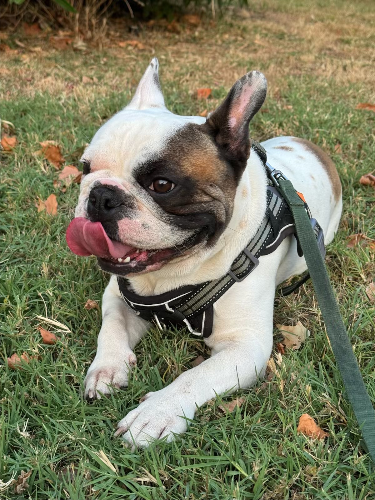 doggy zen — photo