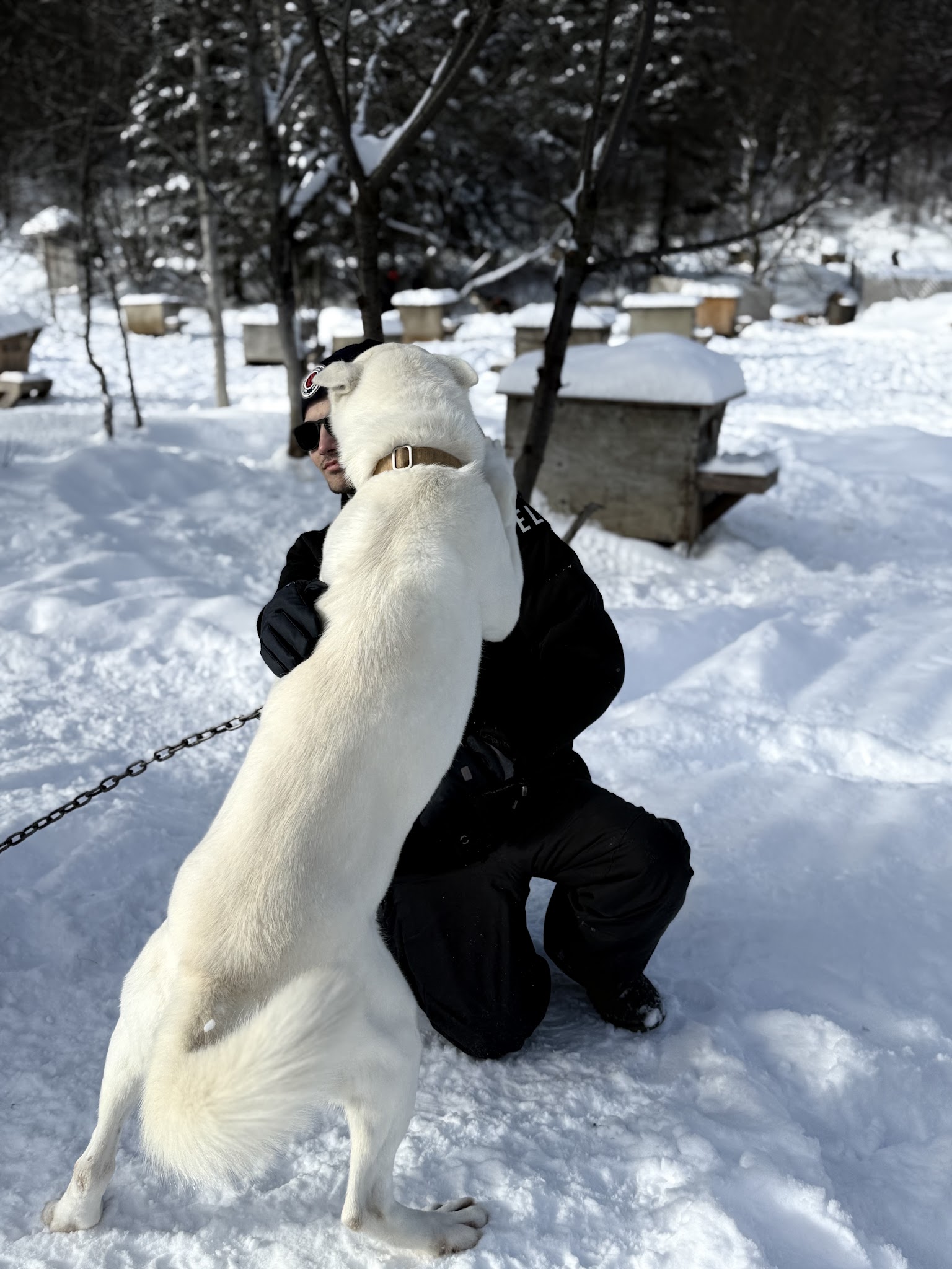doggy zen — photo