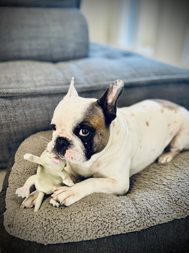 doggy zen