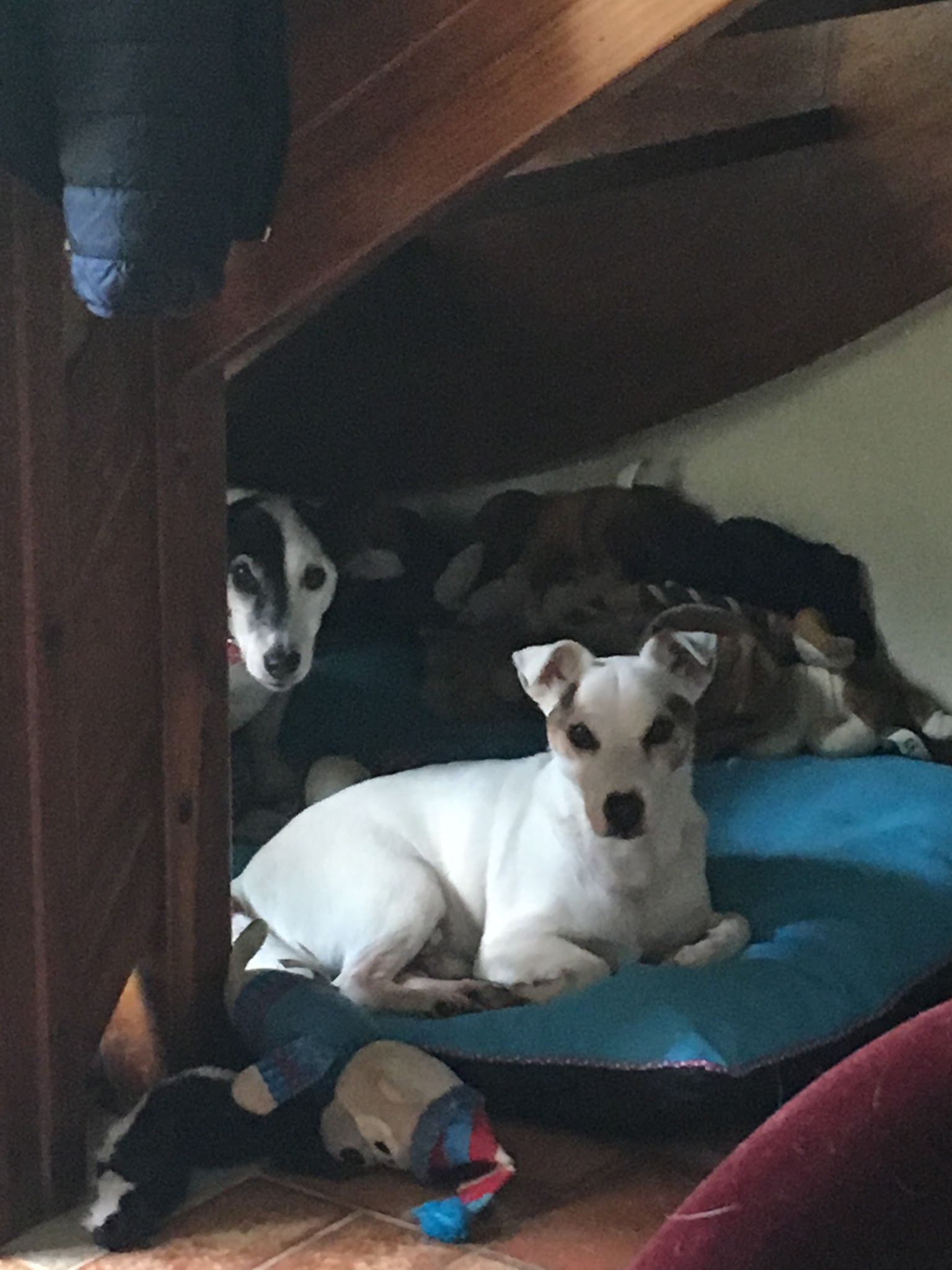 David Pet Sitter — photo