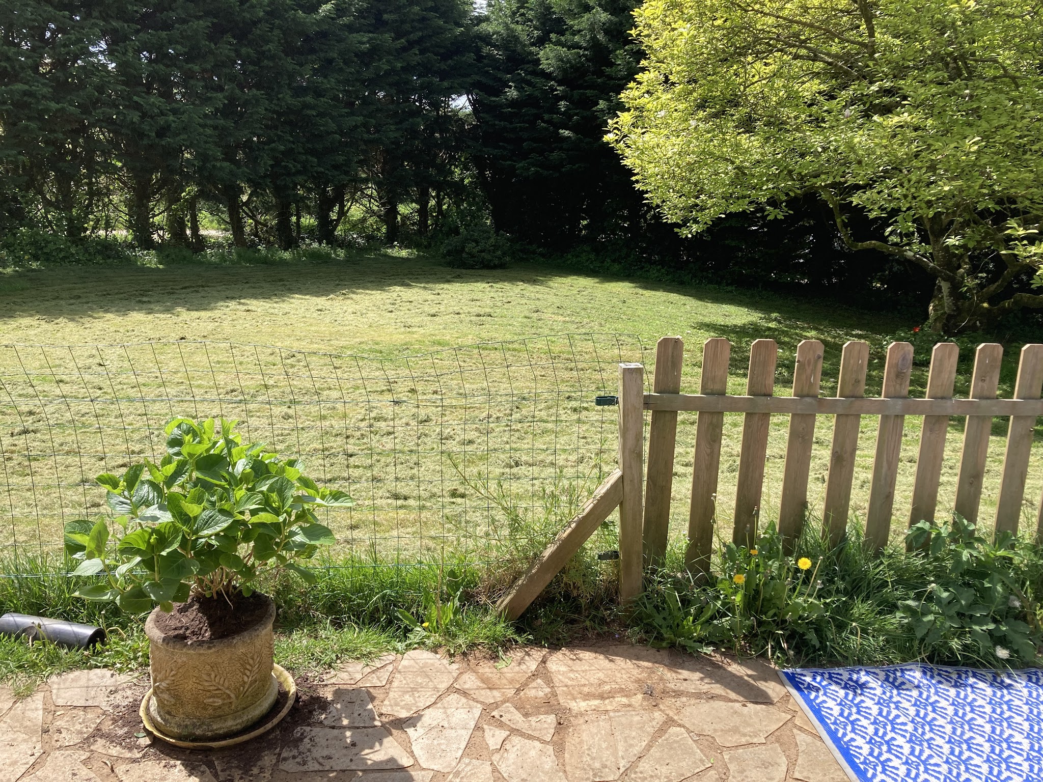 David Pet Sitter — photo