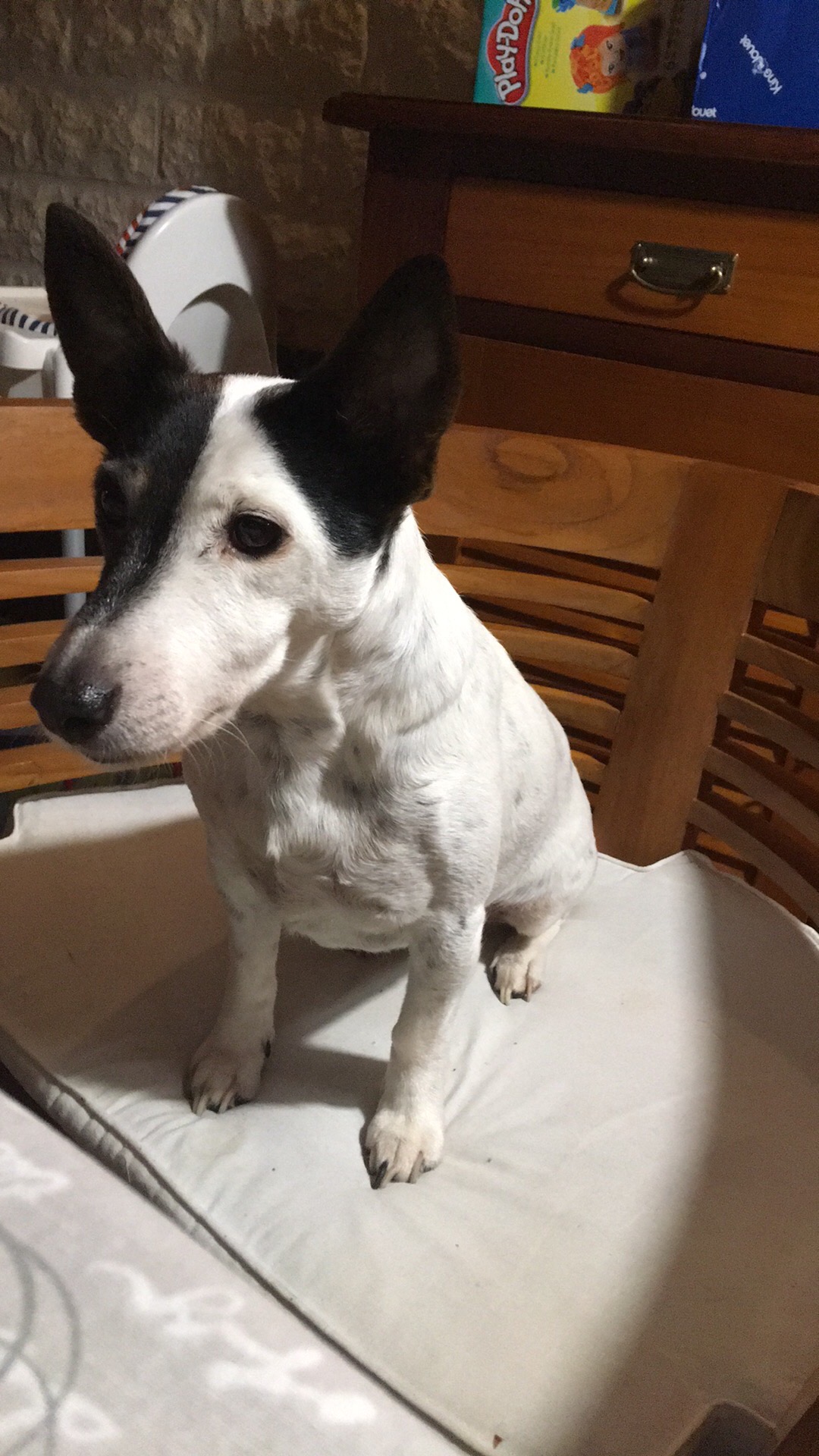 David Pet Sitter — photo