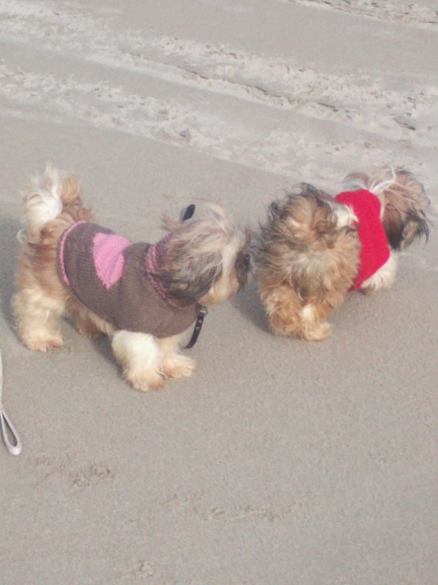 Cat and Dog in the City — photo