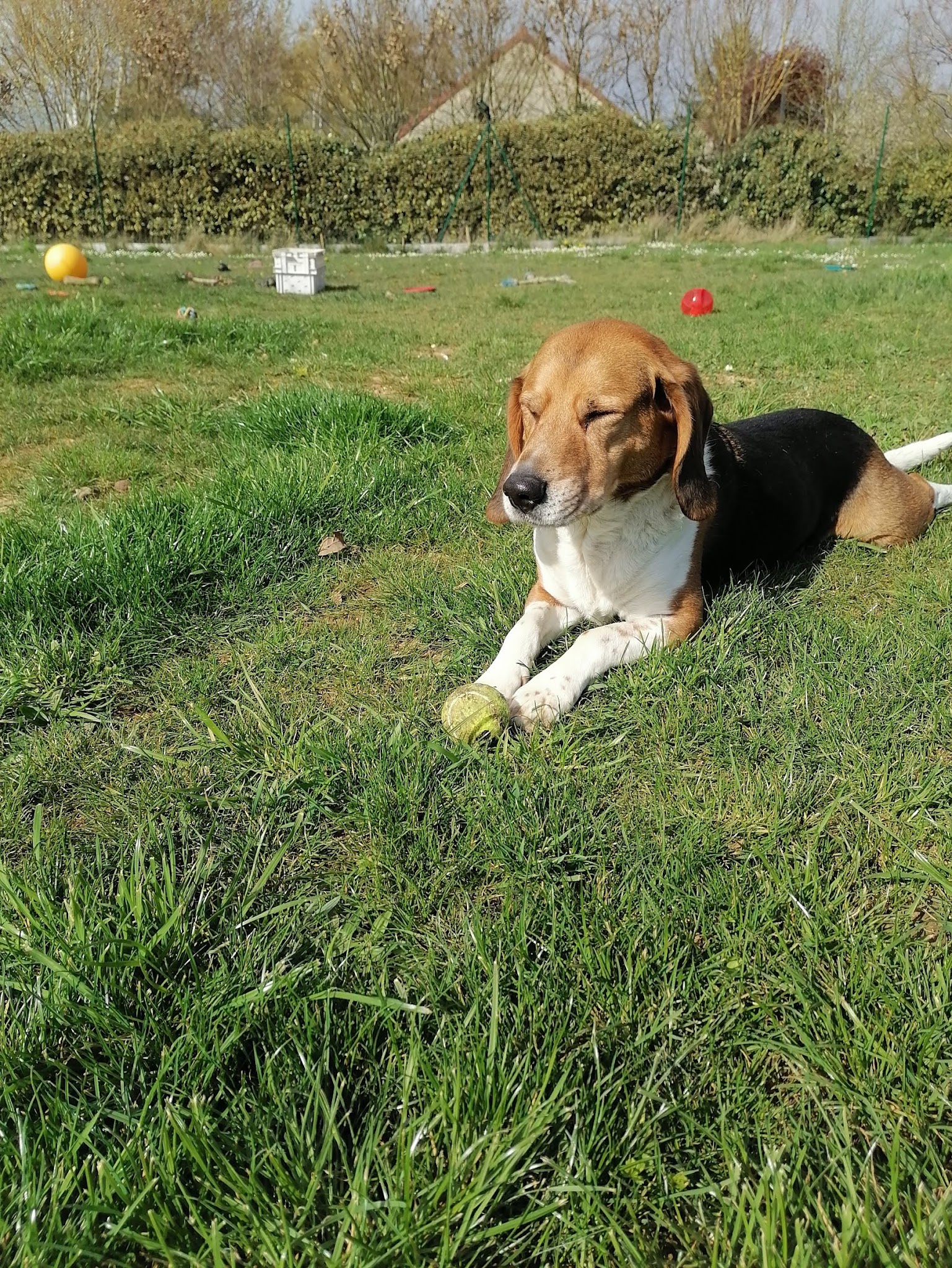 Pension canine LOVERS DOGS — photo