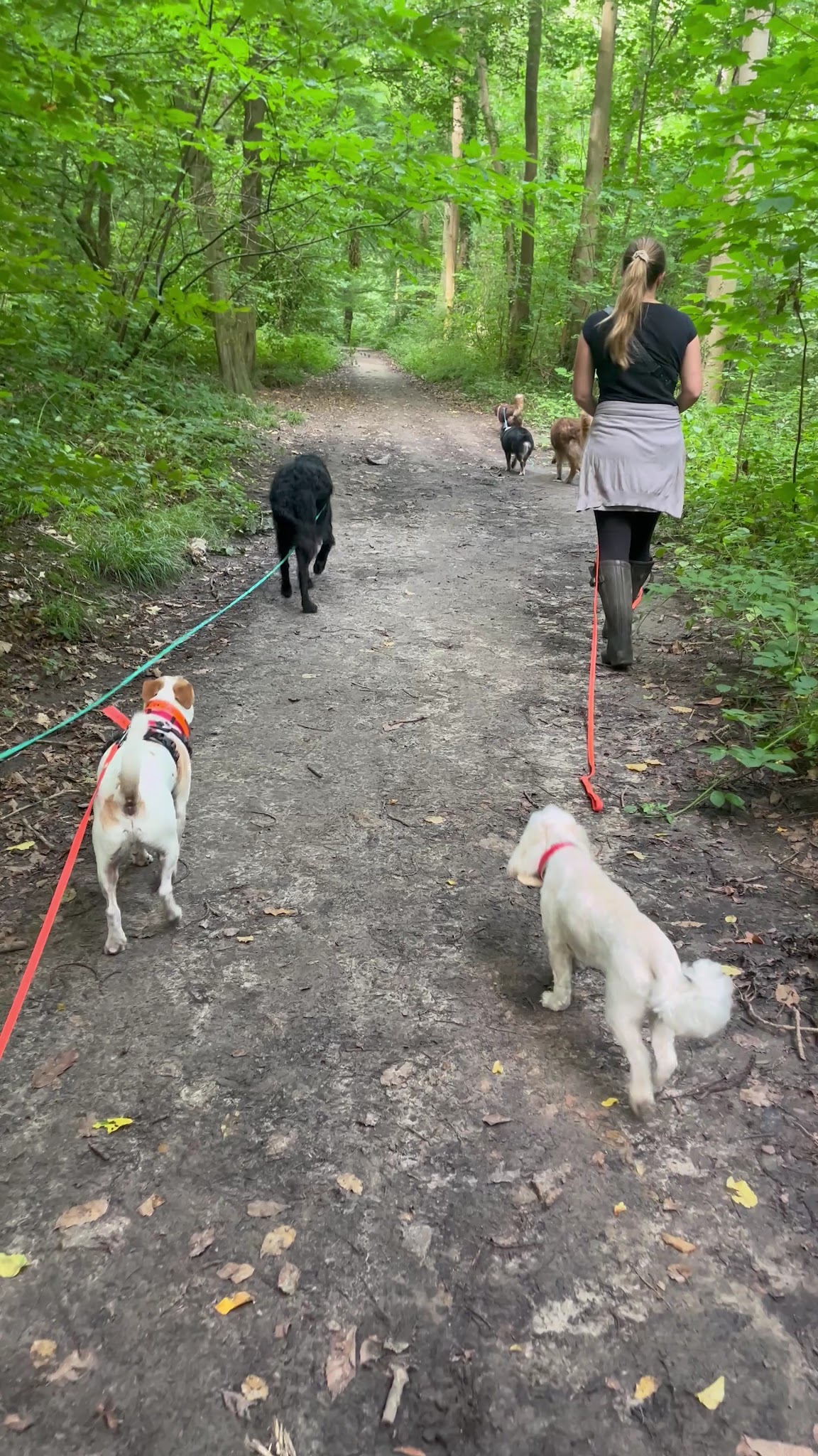 Dogs Friends - Éducation, Comportement canin, Pension, Balade — photo