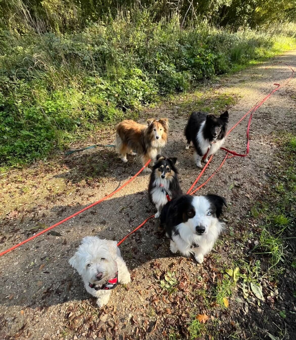 Dogs Friends - Éducation, Comportement canin, Pension, Balade