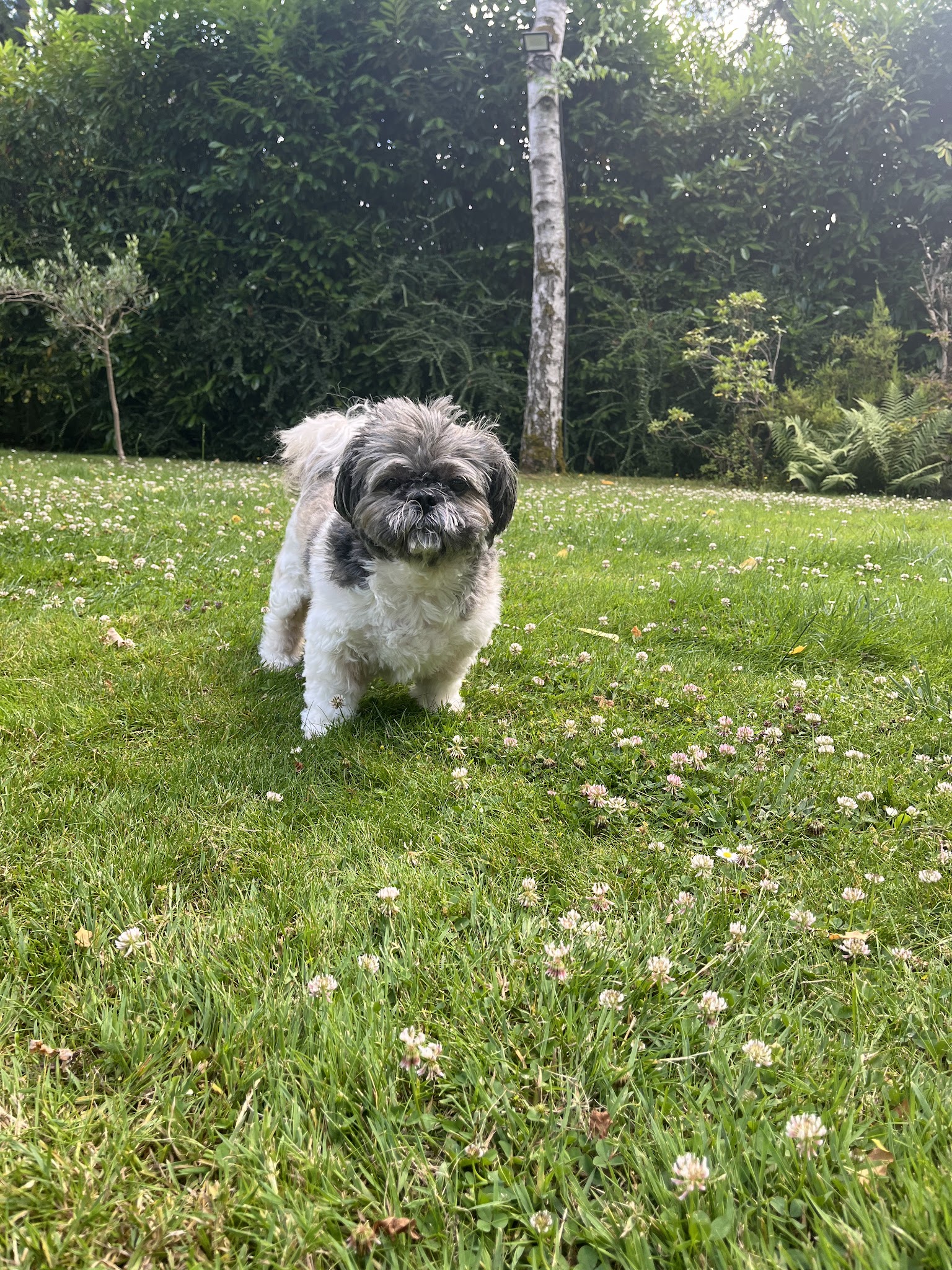 Dogs Friends - Éducation, Comportement canin, Pension, Balade — photo