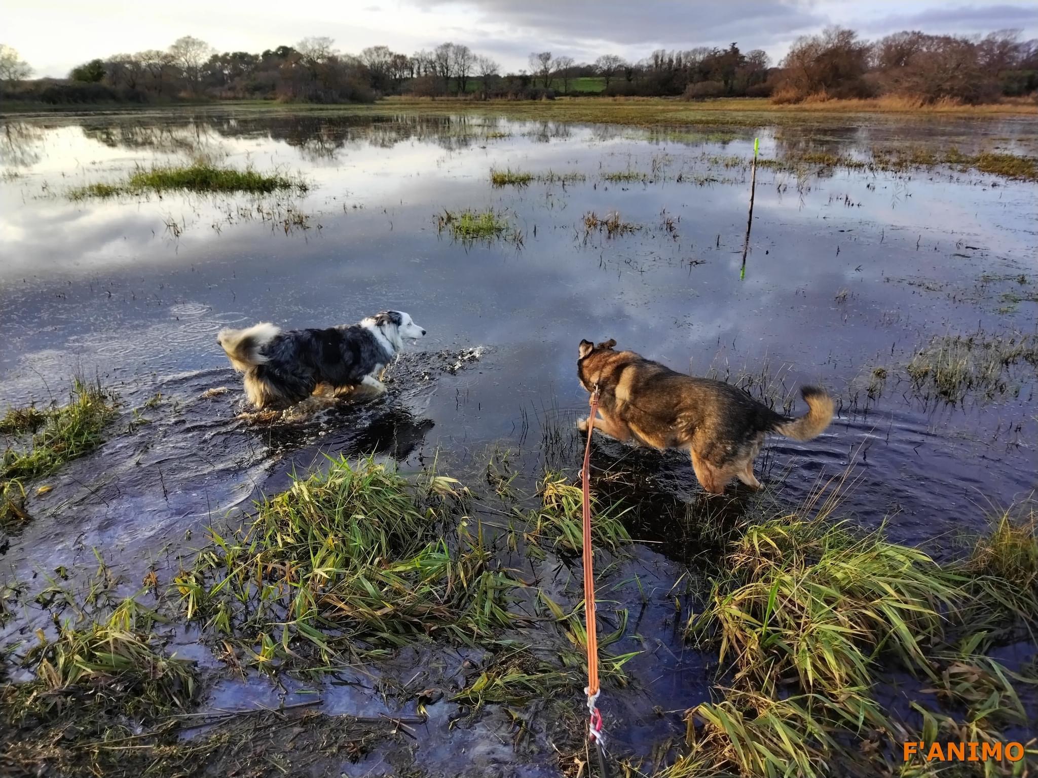F'animo - Pension canine, visites à domicile. — photo