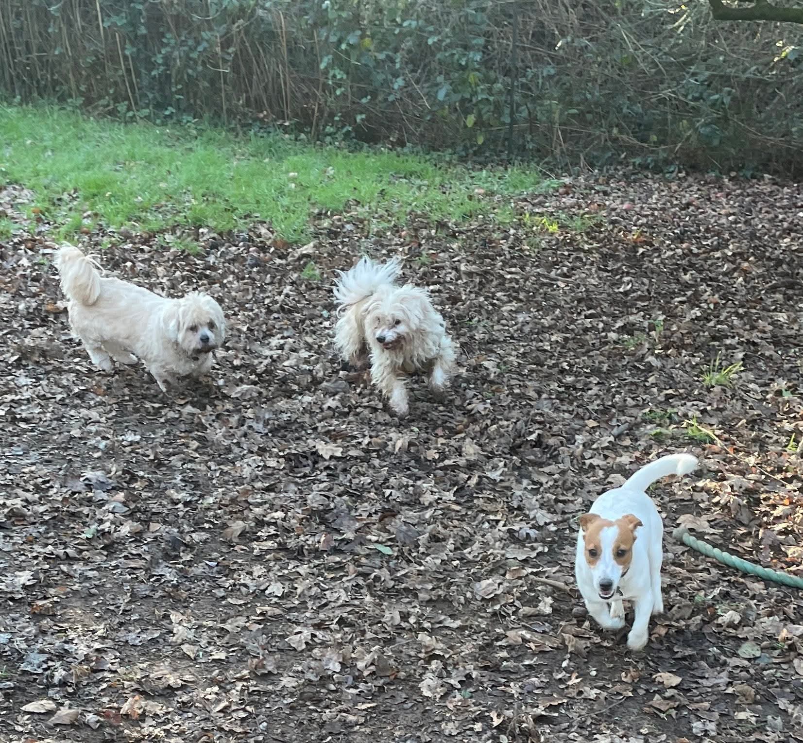 Pension Canine de Lesmel — photo