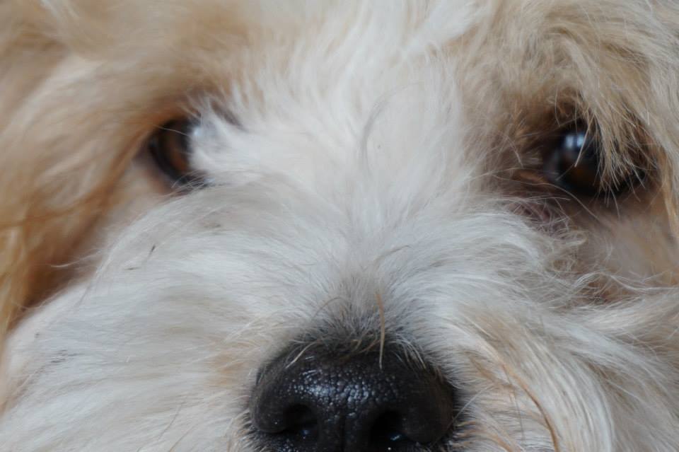 Pension Canine de Lesmel — photo
