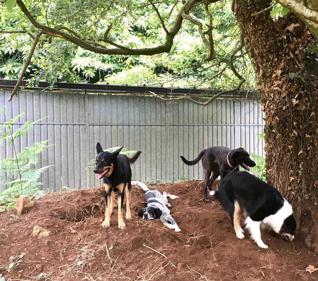 Pension Canine de Lesmel