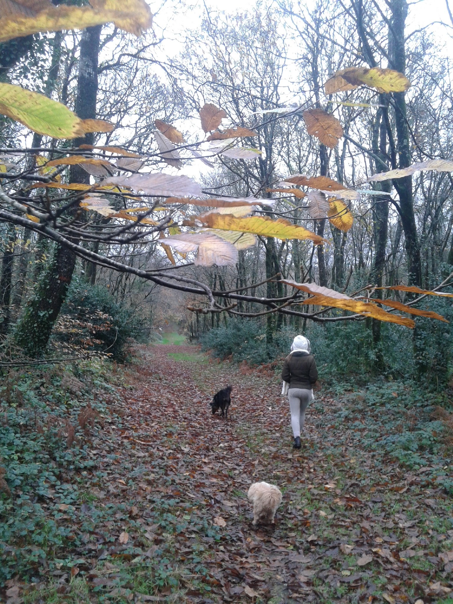 Pension Canine de Lesmel — photo