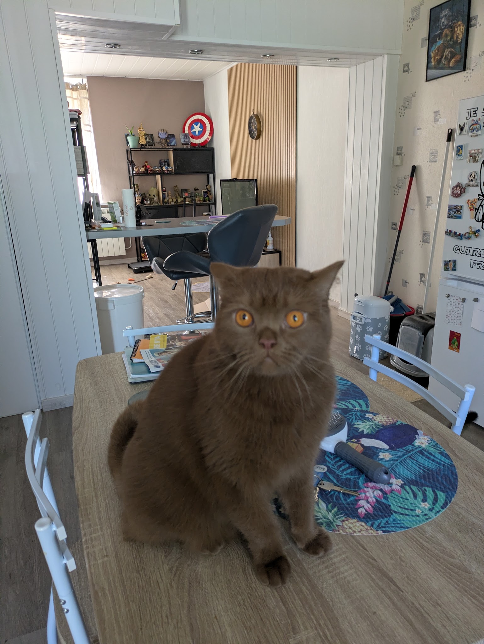Au creux des pattes — photo