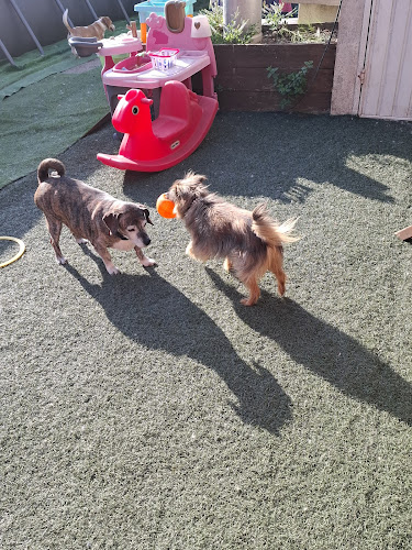 P.A.L.P. Pension pour chiens et chats