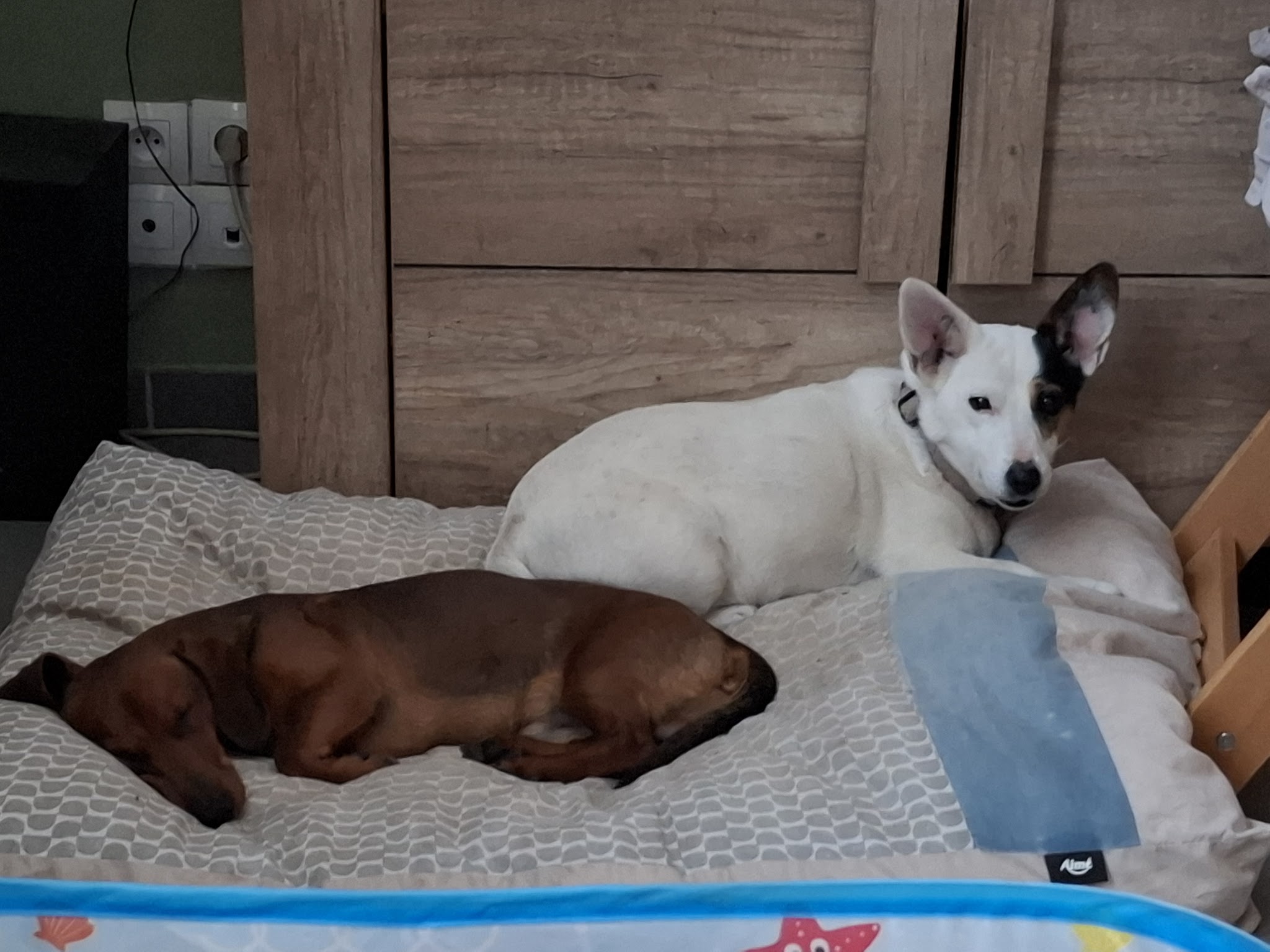 P.A.L.P. Pension pour chiens et chats — photo