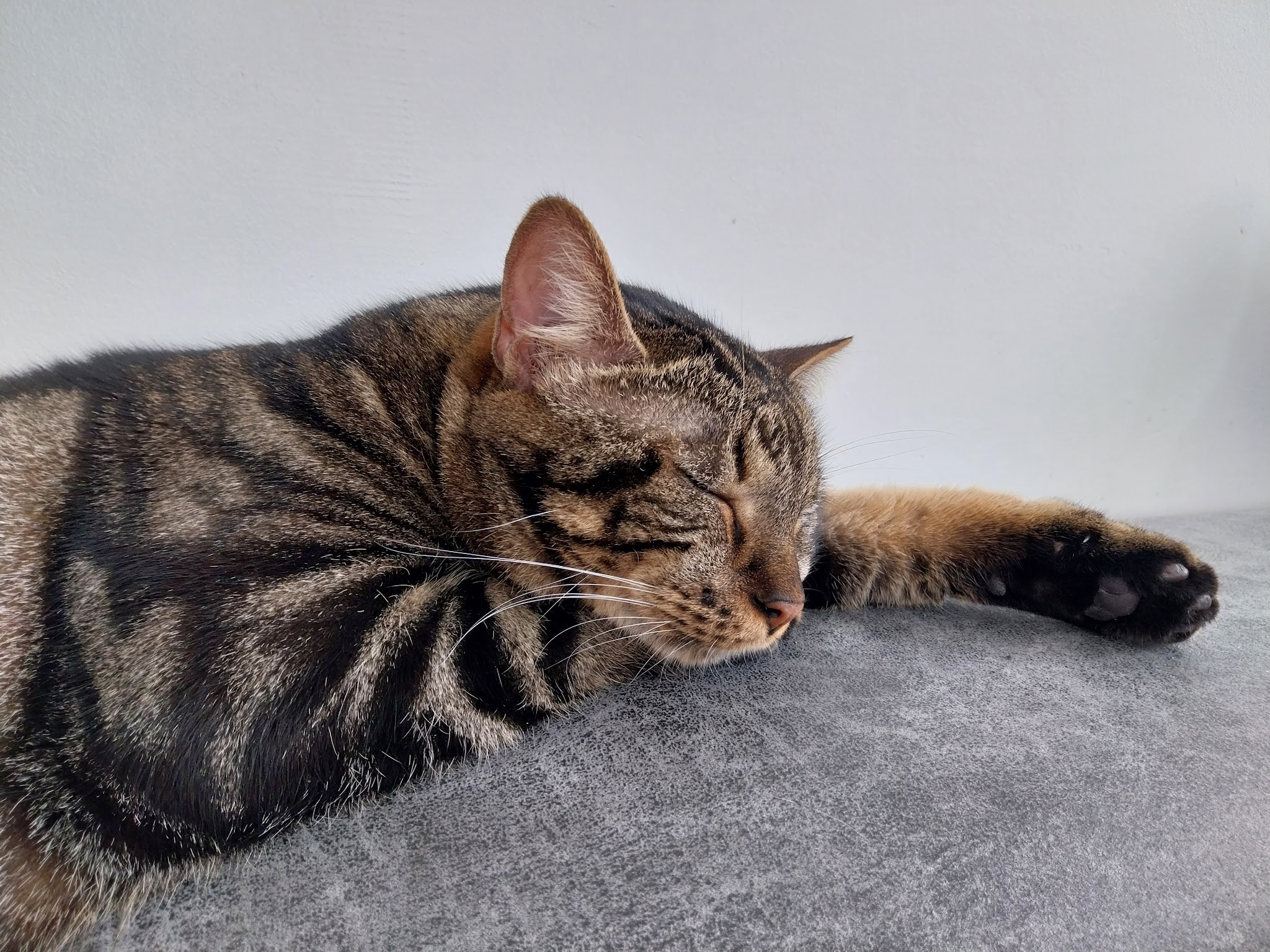 P.A.L.P. Pension pour chiens et chats — photo