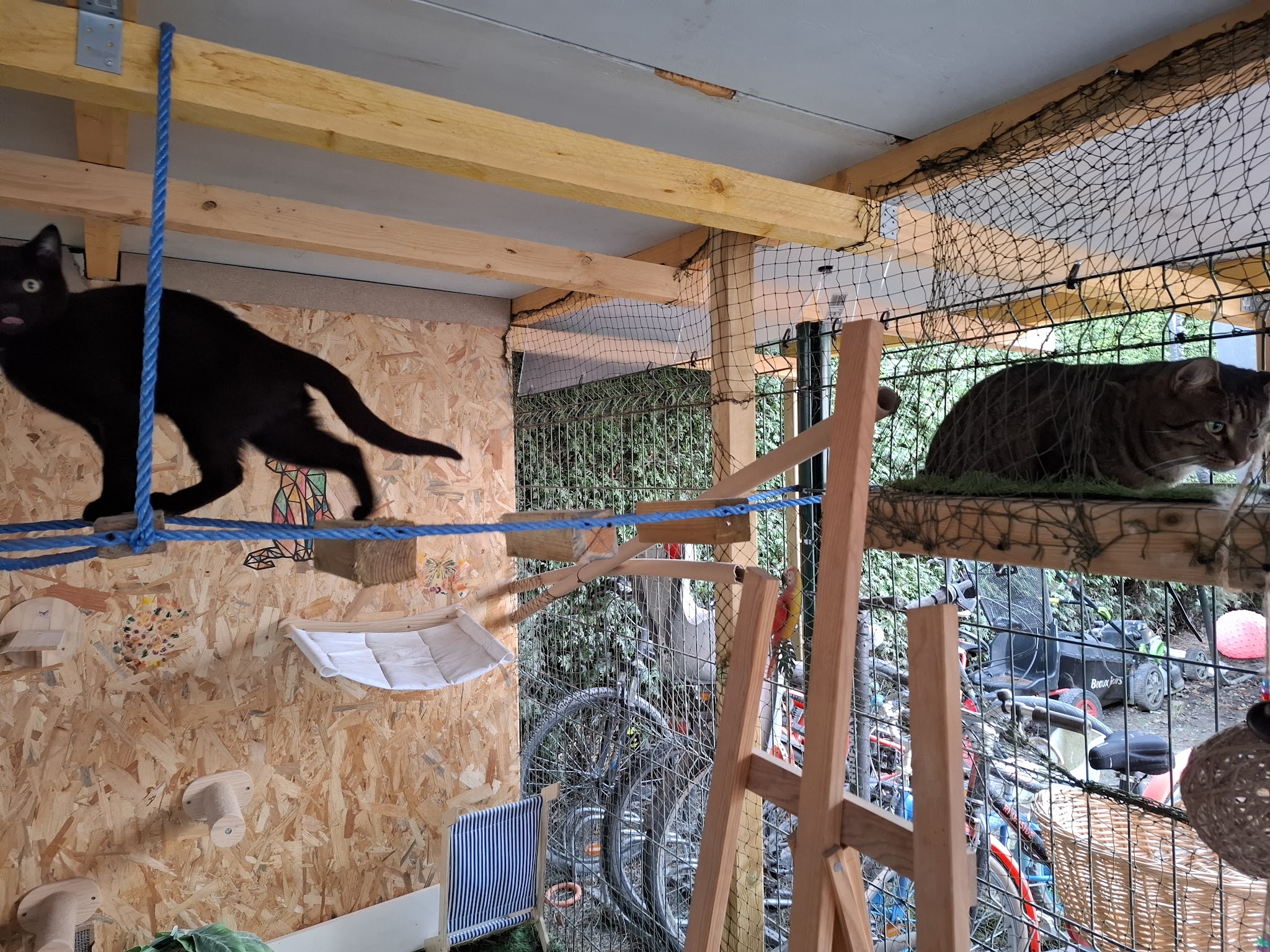 P.A.L.P. Pension pour chiens et chats — photo