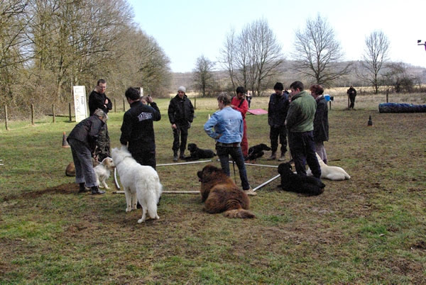 Prestachiens – Éducation canine à Vesoul & pension chiens à Port-sur-Saône — photo