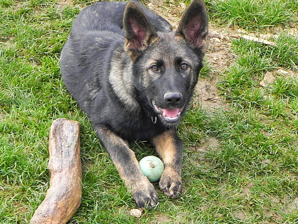 Prestachiens – Éducation canine à Vesoul & pension chiens à Port-sur-Saône — photo