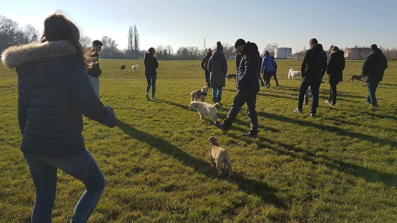 Education Formation Pension Canine les 2 Complices Bas Rhin Alsace — photo
