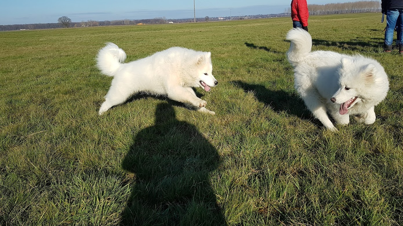 Education Formation Pension Canine les 2 Complices Bas Rhin Alsace — photo