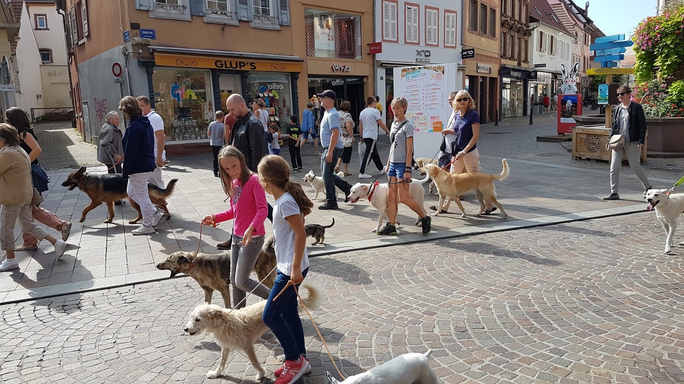 Education Formation Pension Canine les 2 Complices Bas Rhin Alsace — photo